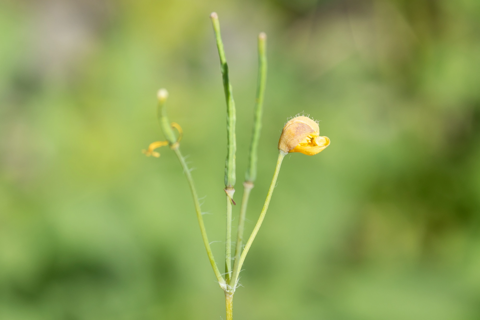 : Jaapiella chelidonii.