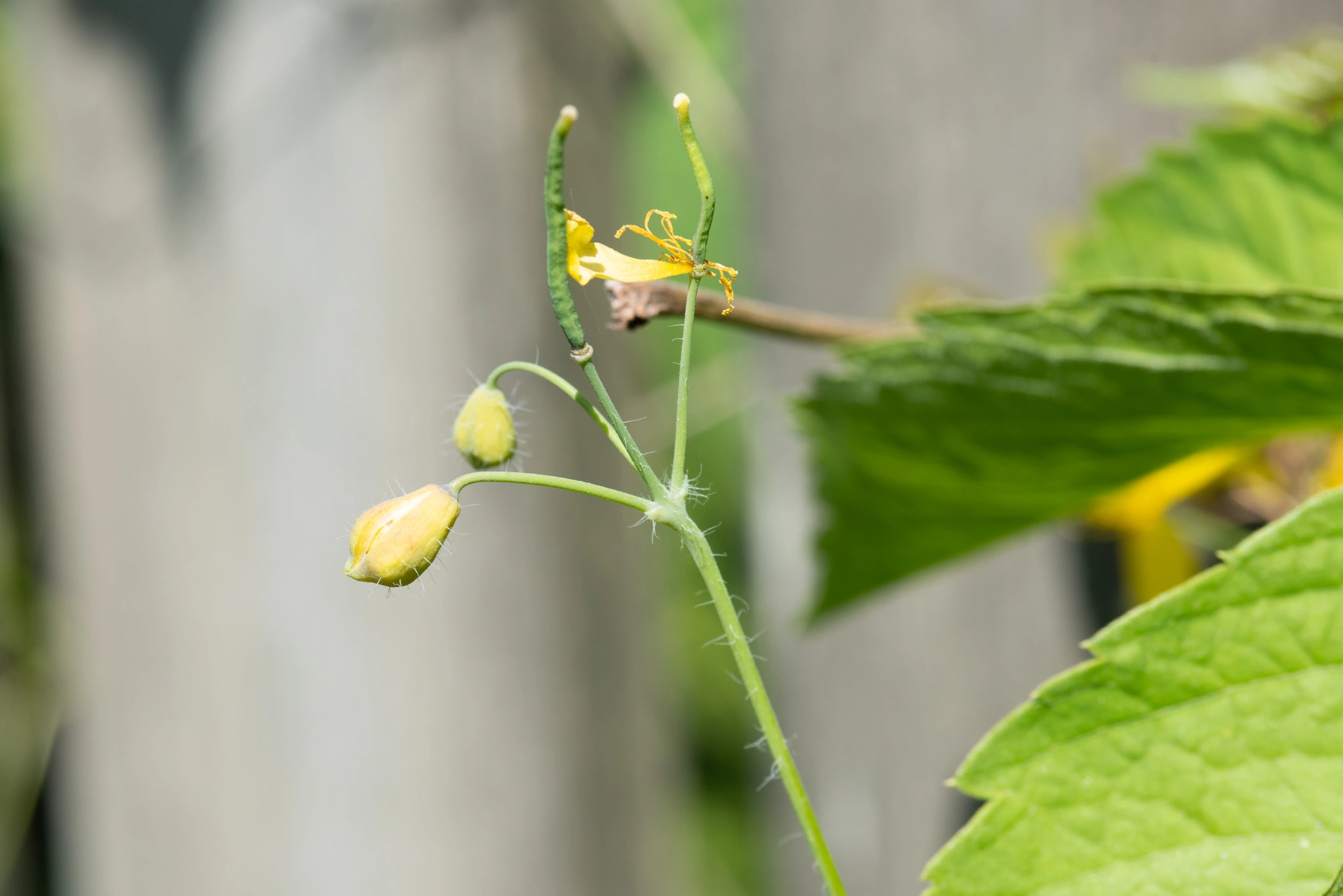 : Jaapiella chelidonii.