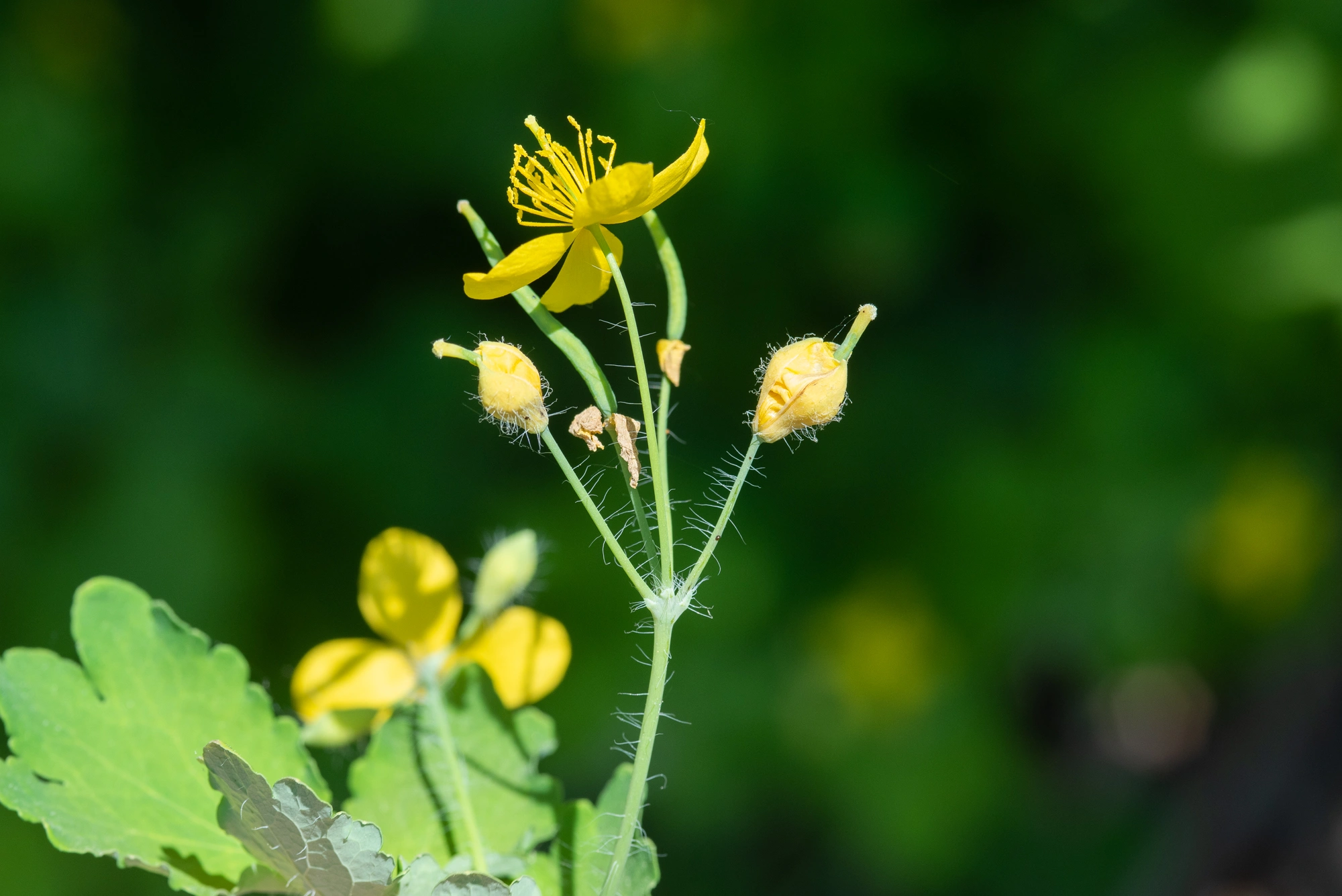 : Jaapiella chelidonii.