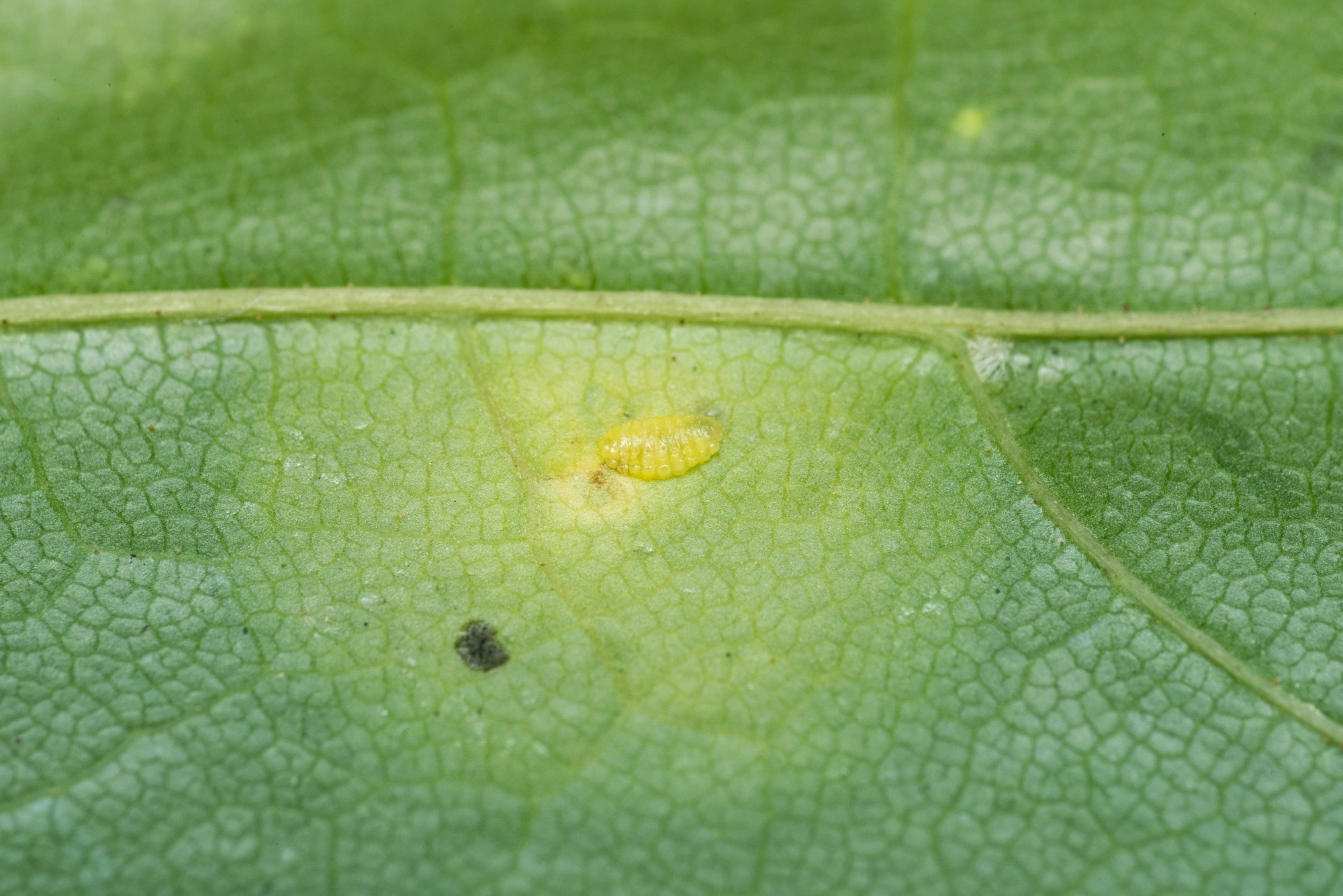 : Drisina glutinosa.