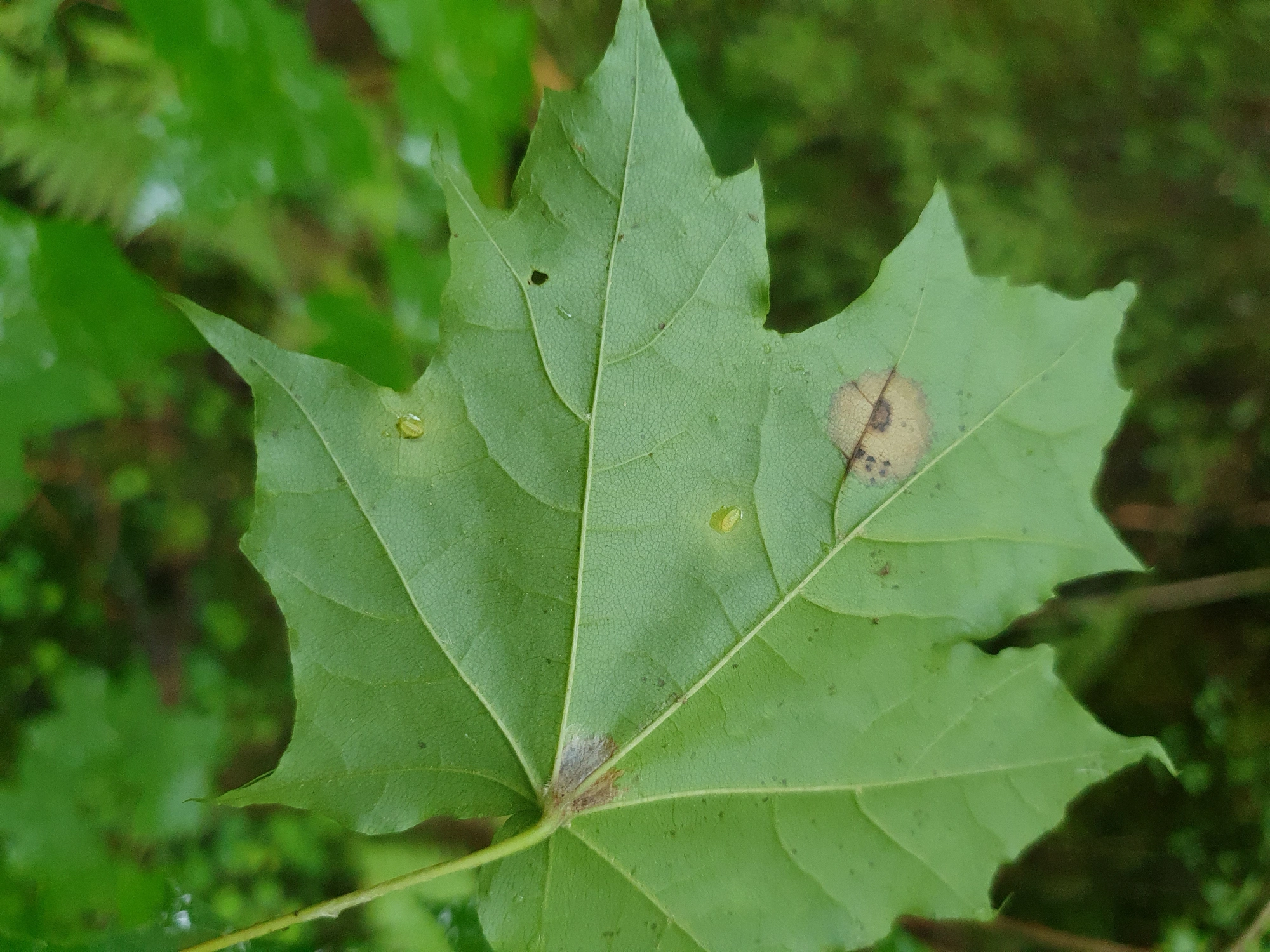 : Drisina glutinosa.