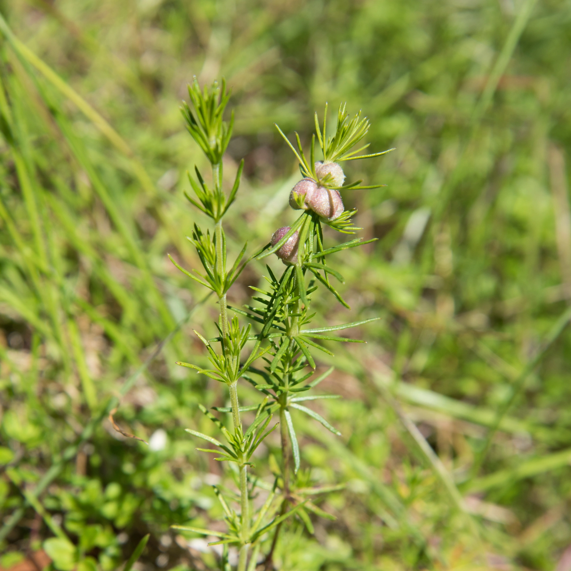 : Geocrypta galii.