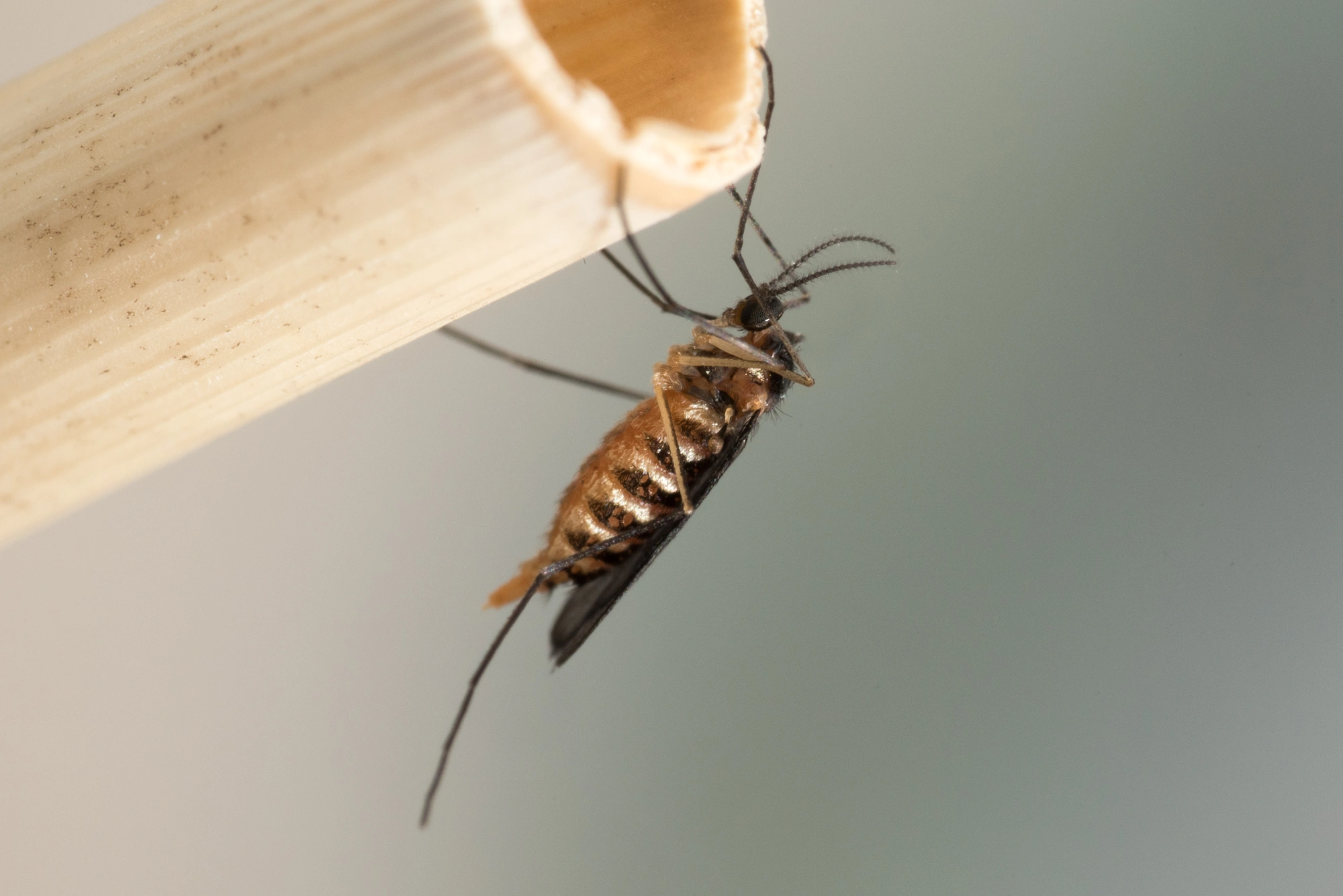 : Giraudiella inclusa.