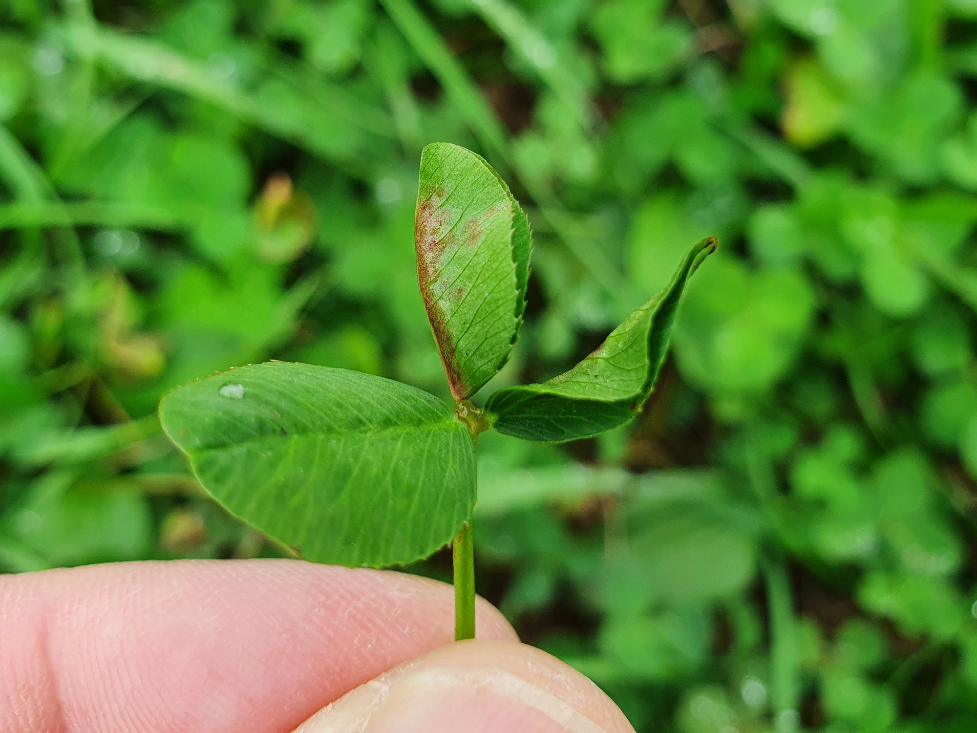 : Dasineura trifolii.