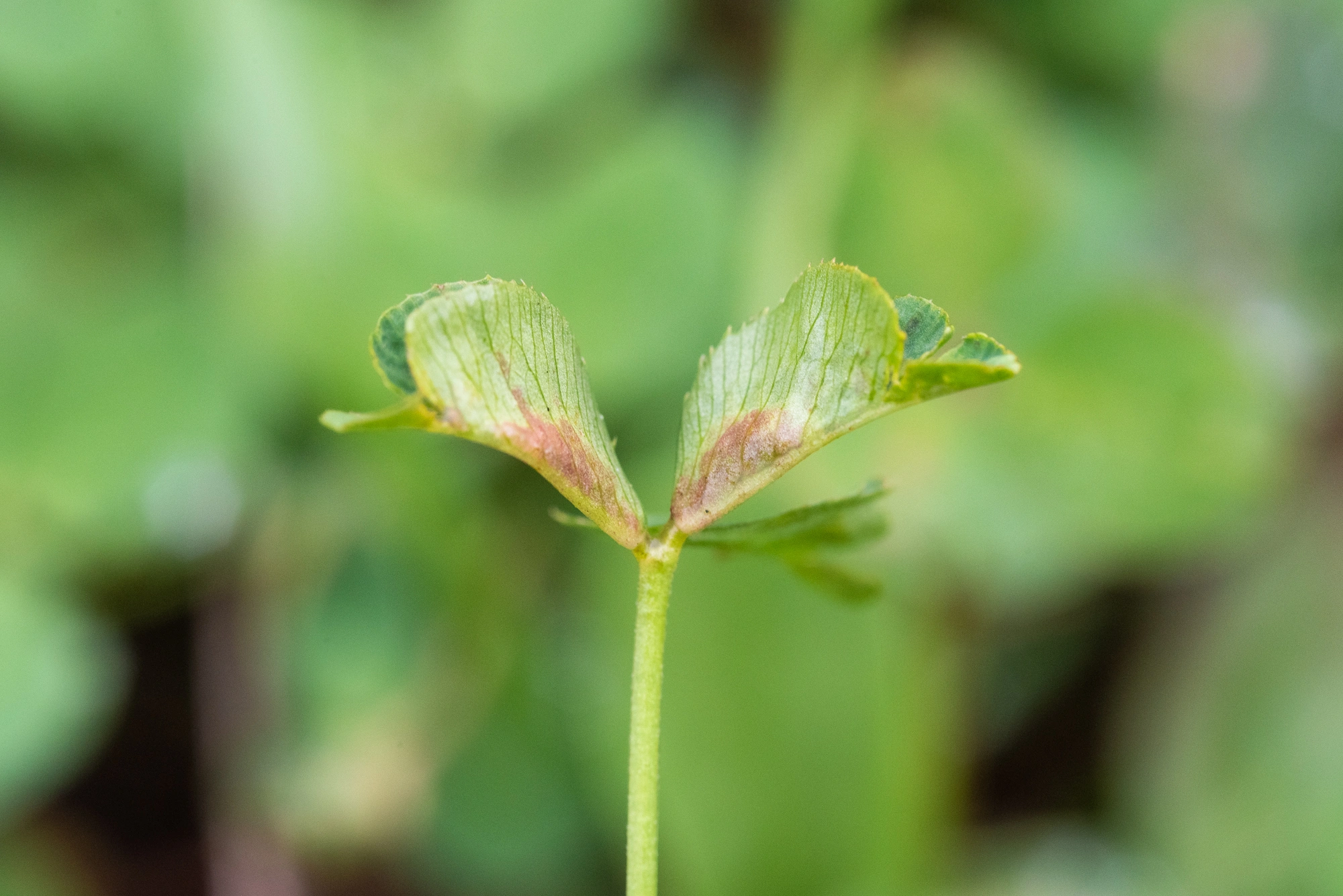 : Dasineura trifolii.