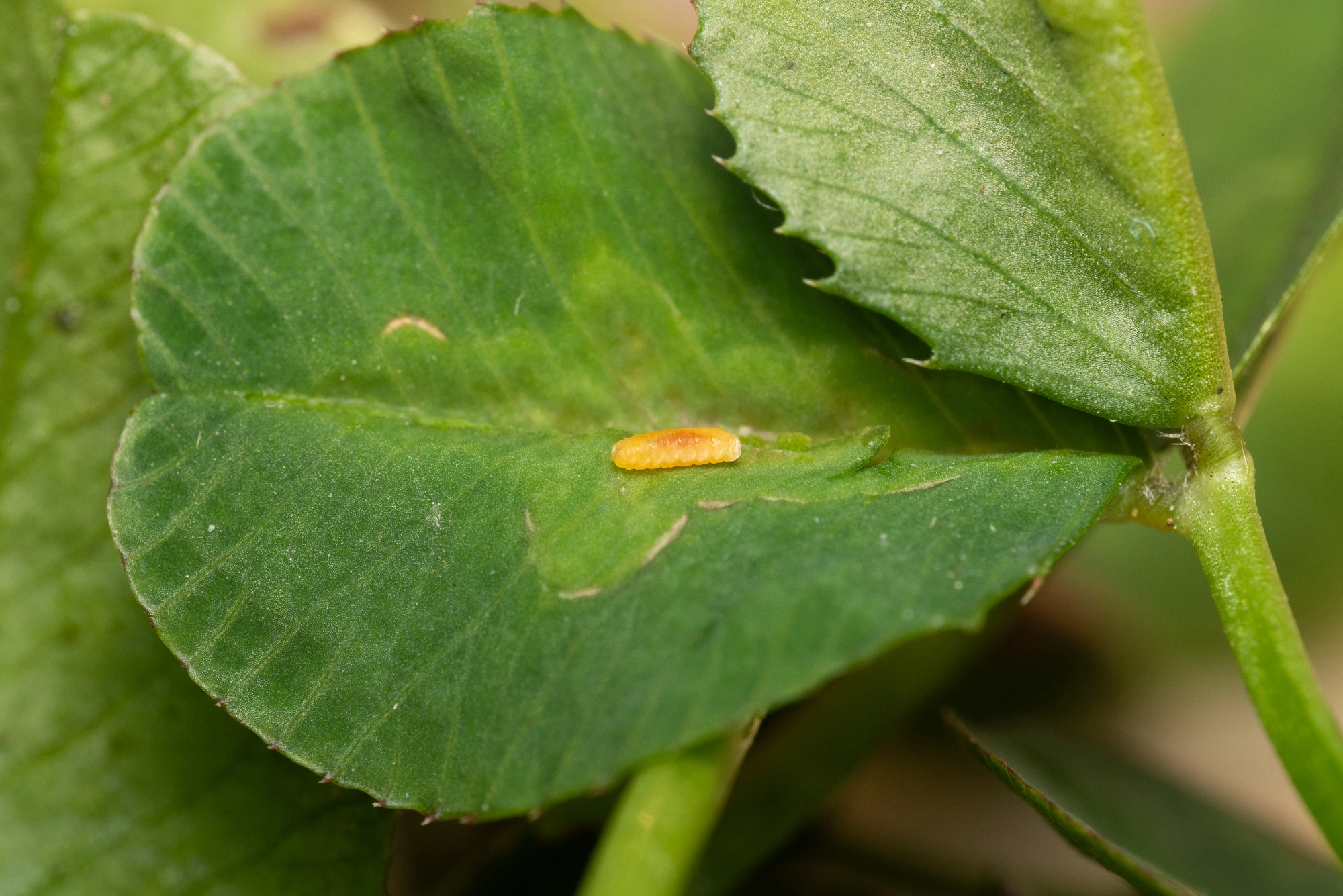 : Dasineura trifolii.