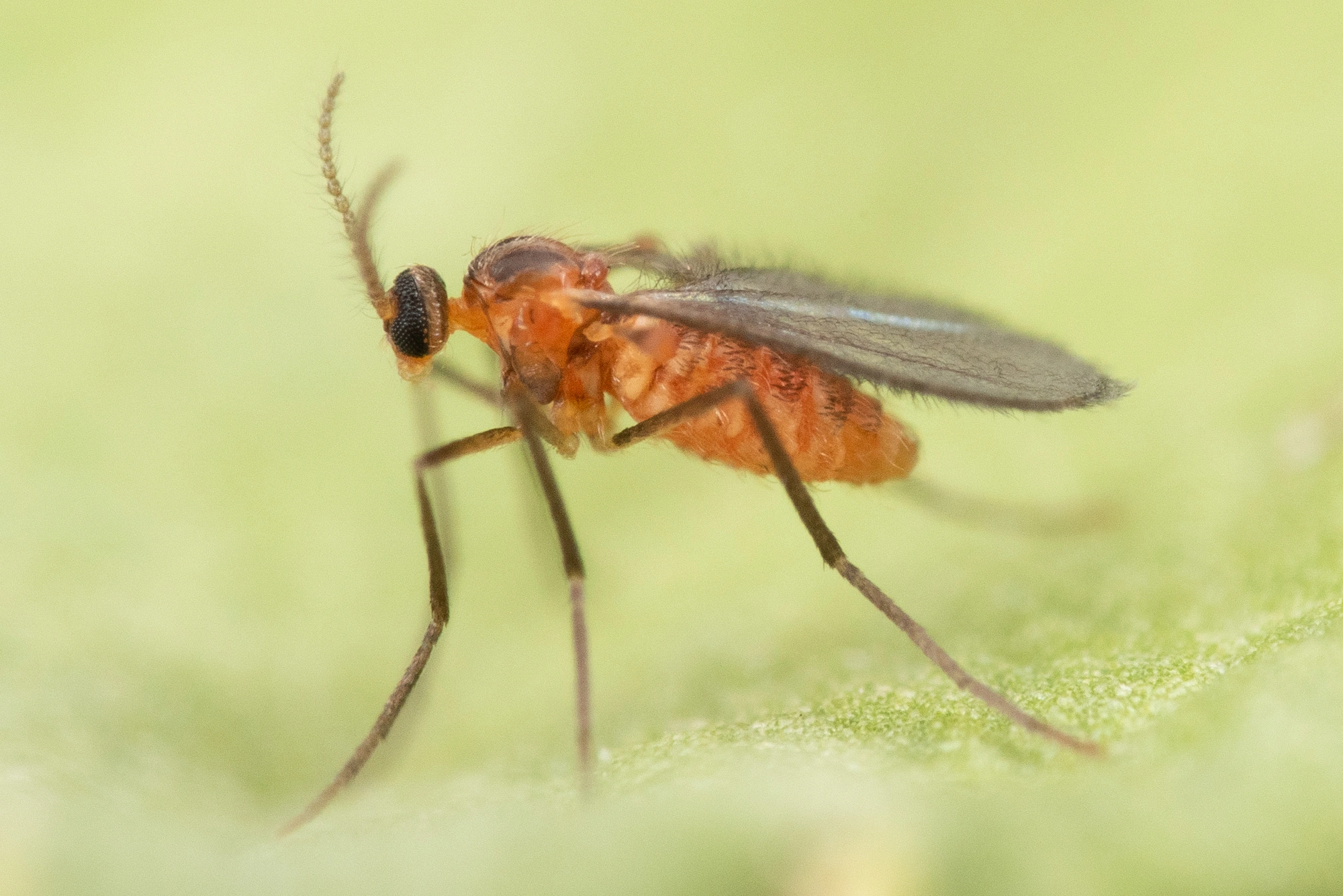 : Dasineura ulmaria.