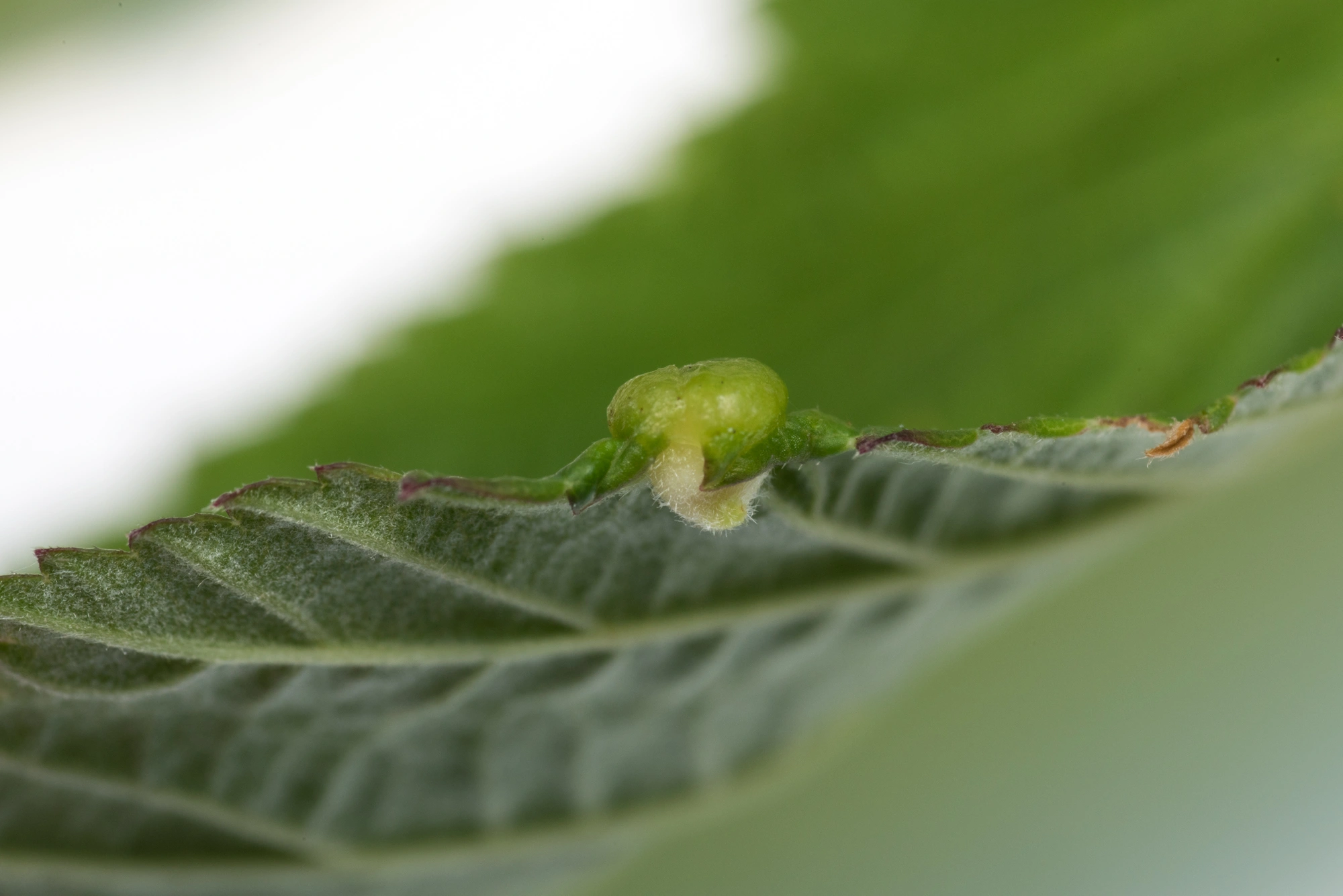 : Dasineura ulmaria.