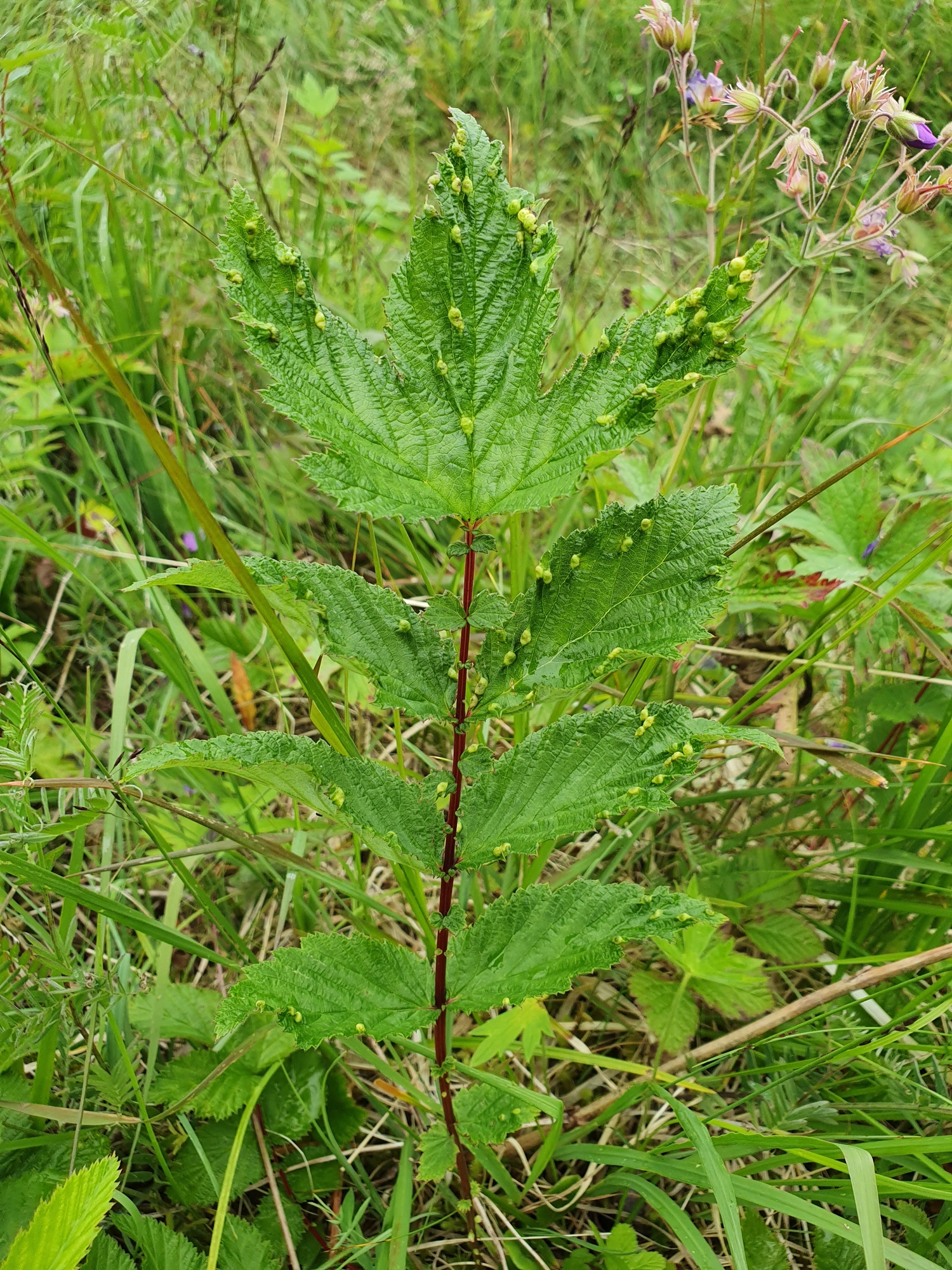 : Dasineura ulmaria.