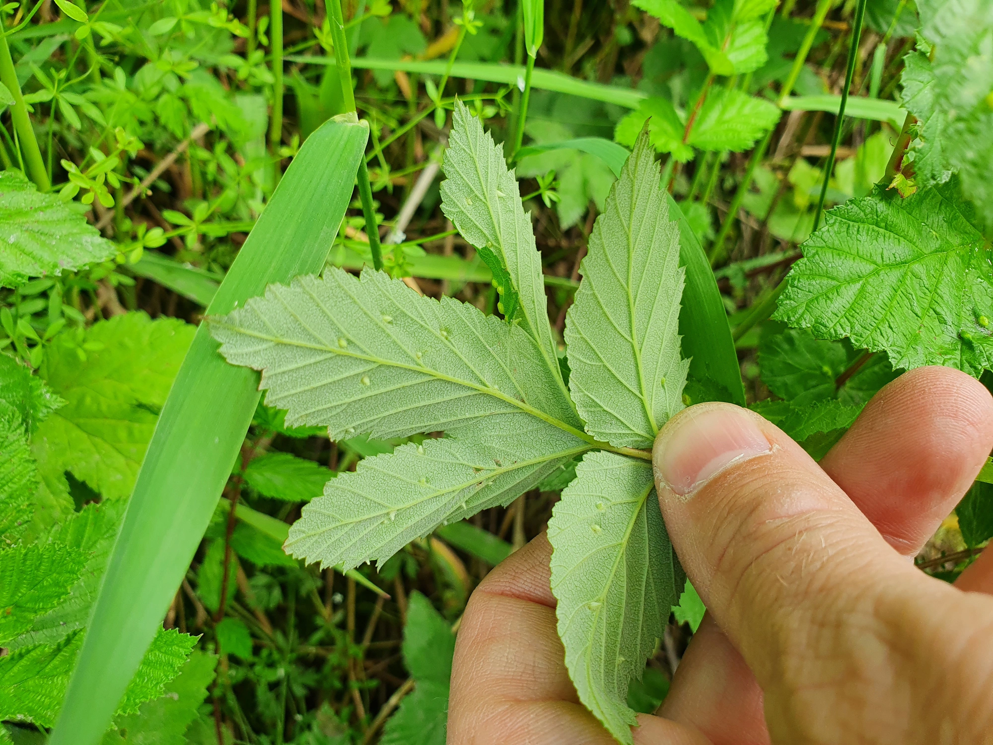 : Dasineura ulmaria.