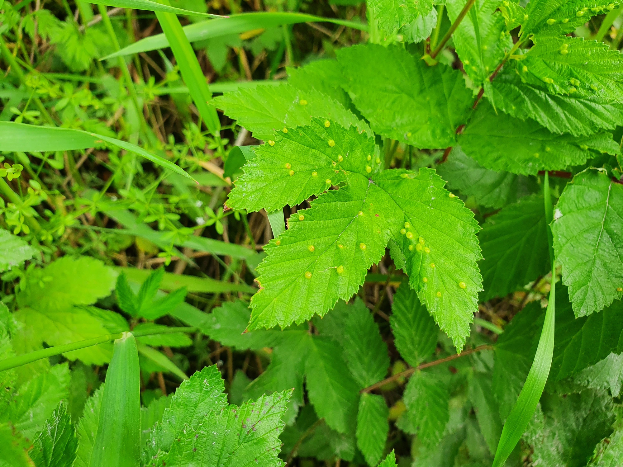 : Dasineura ulmaria.