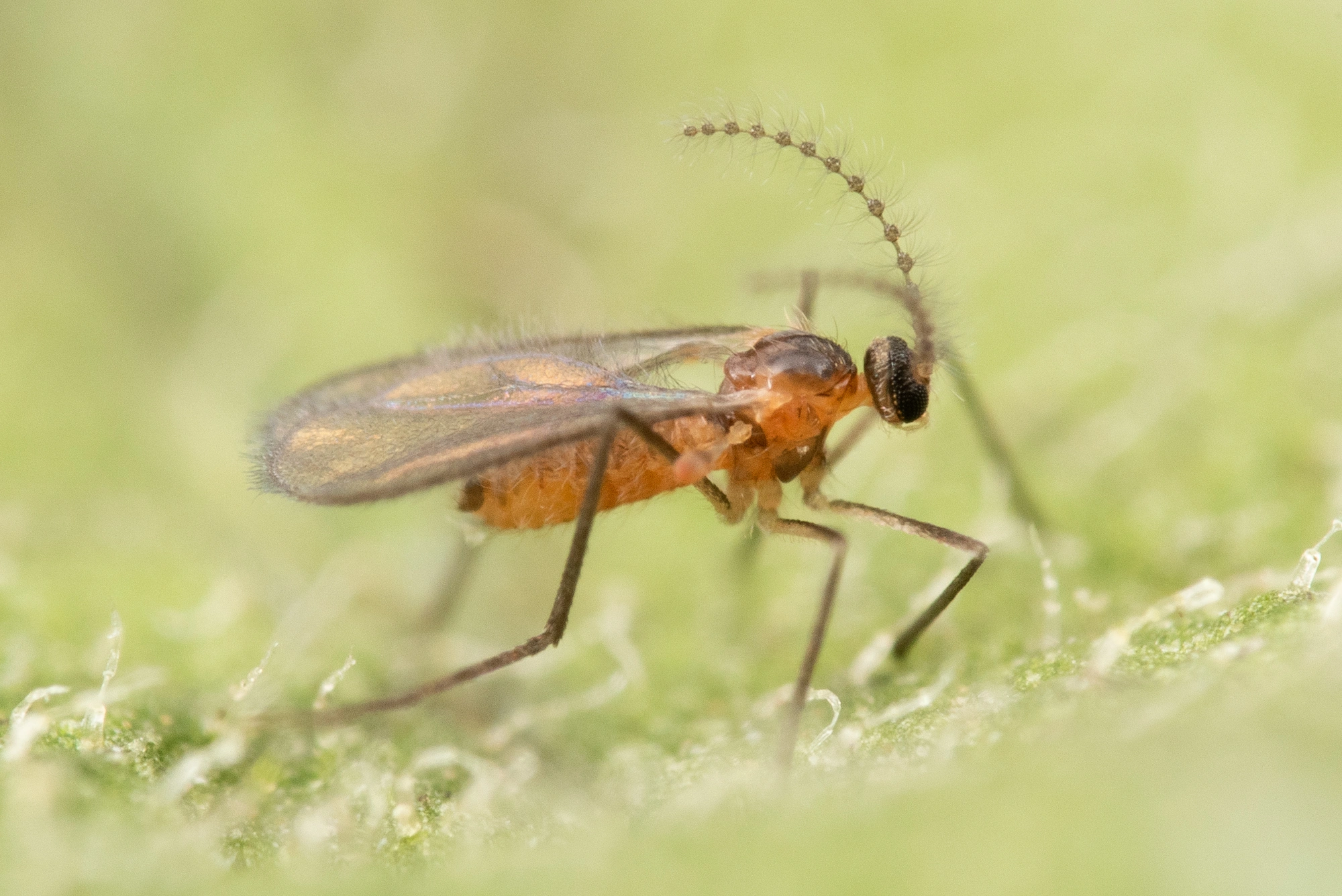 : Dasineura ulmaria.