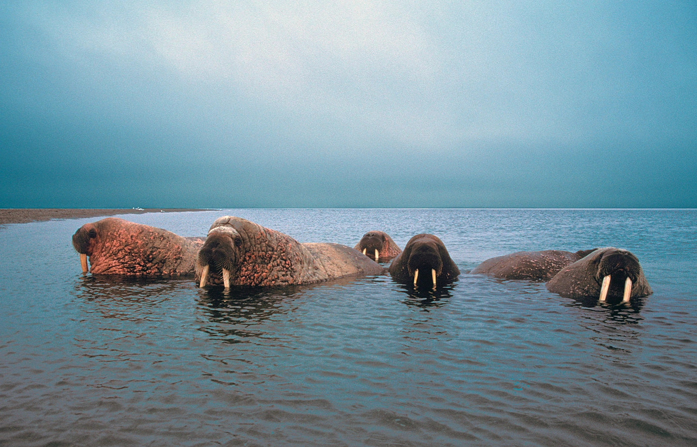 : Odobenus rosmarus.