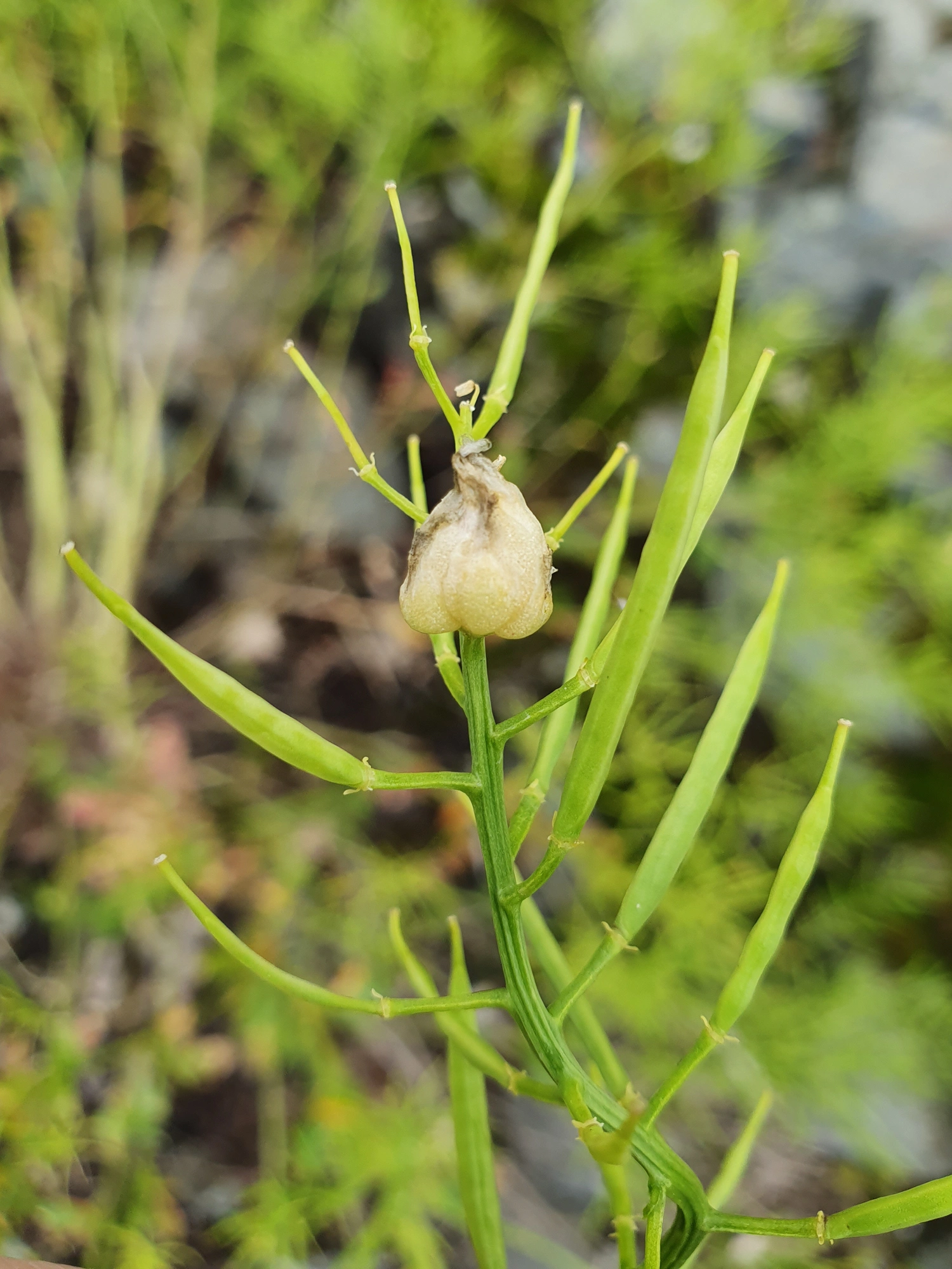 : Dasineura sisymbrii.