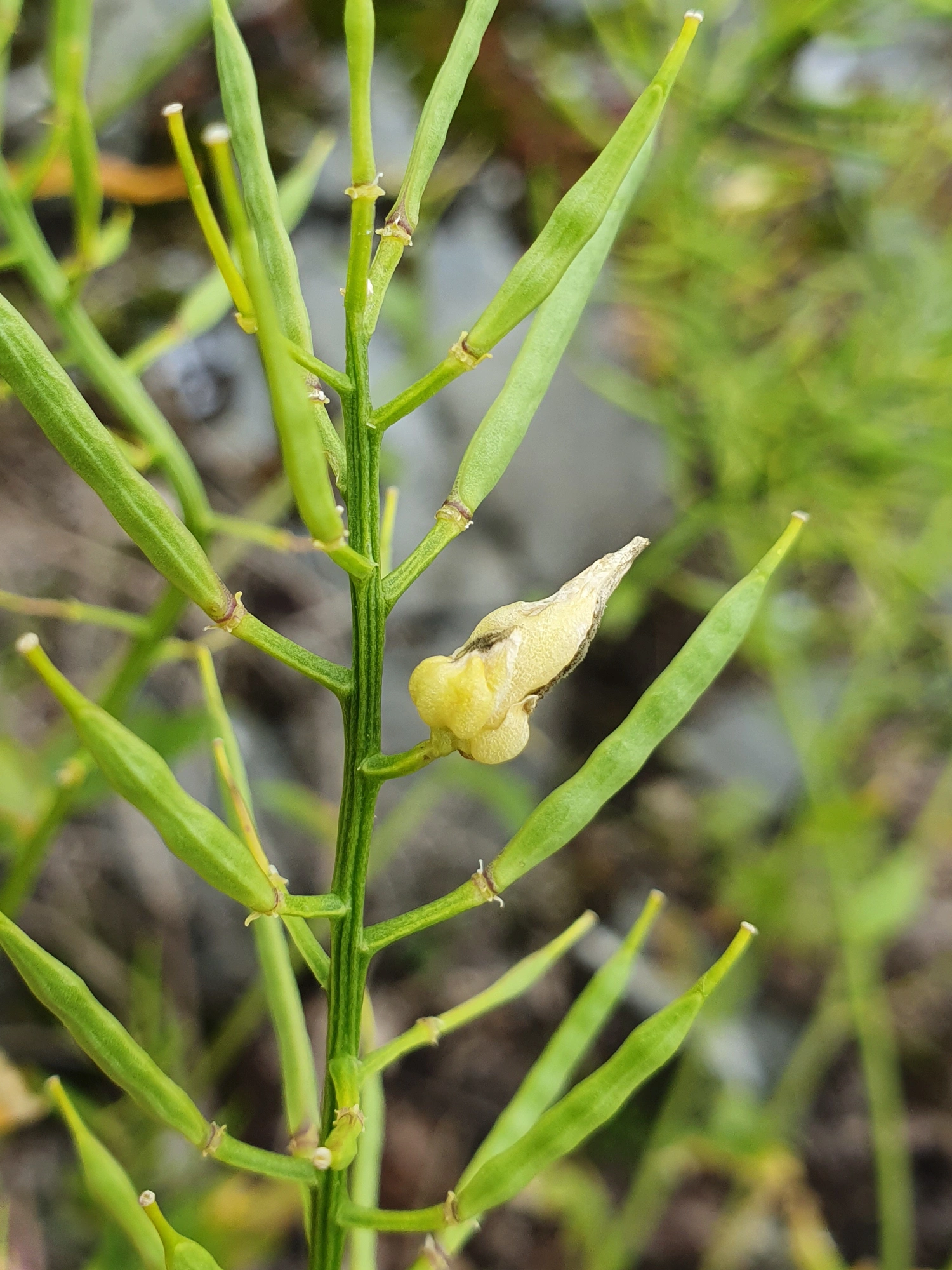 : Dasineura sisymbrii.