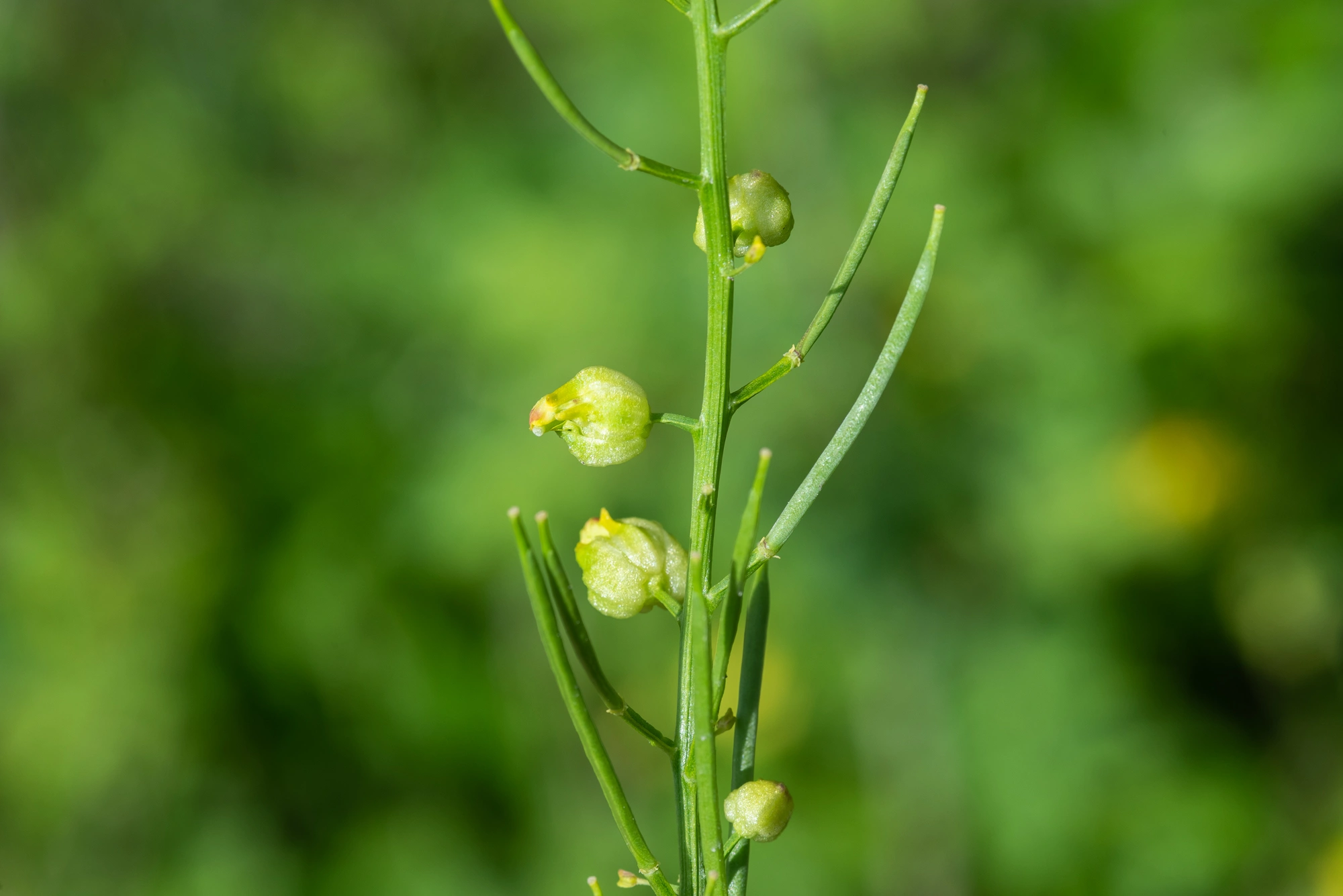 : Dasineura sisymbrii.