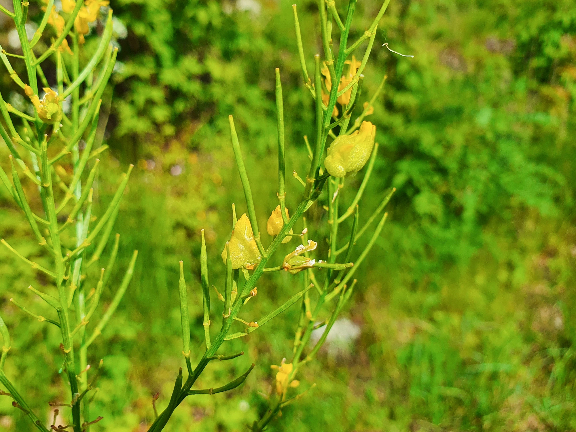 : Dasineura sisymbrii.