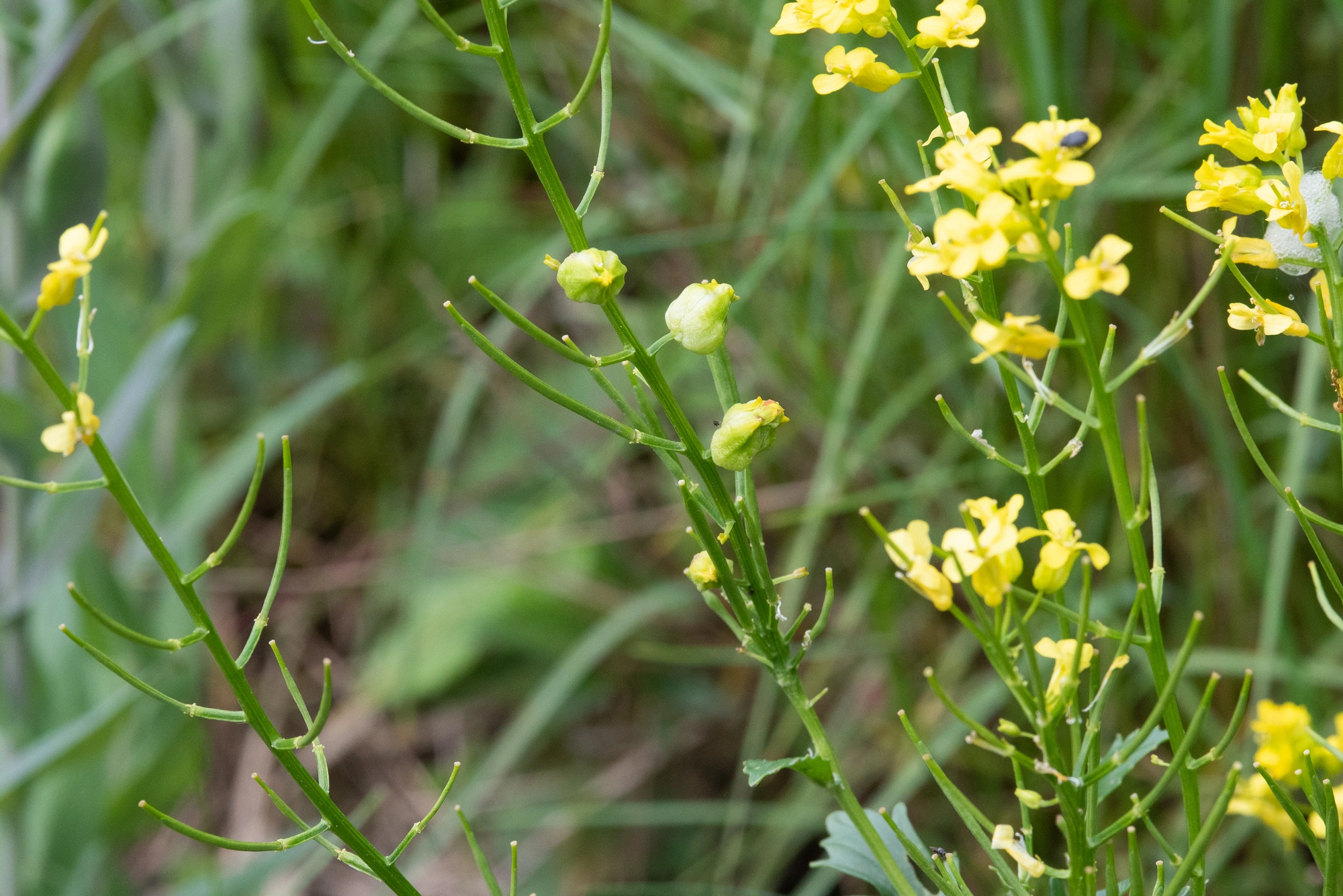 : Dasineura sisymbrii.