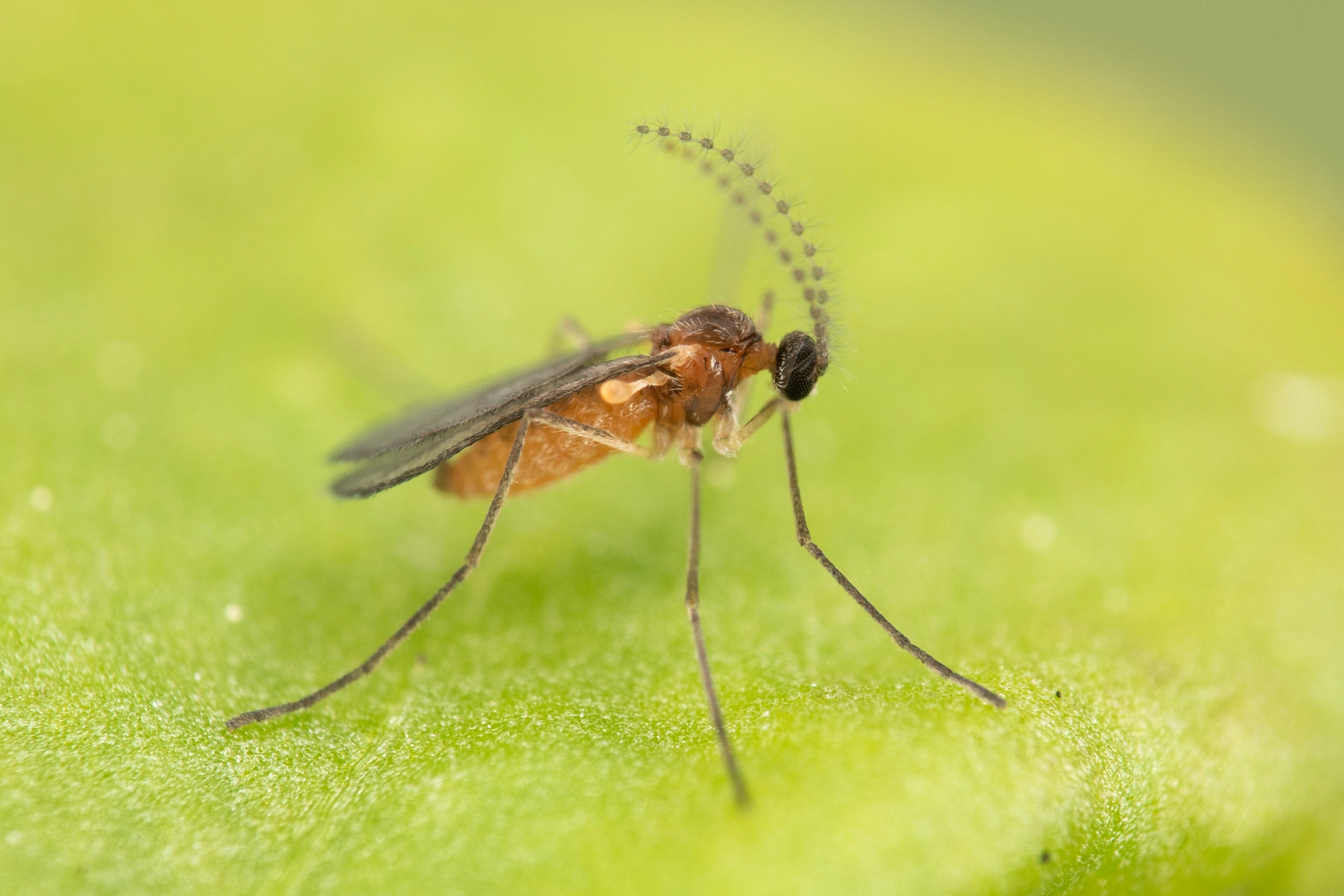 : Dasineura sisymbrii.