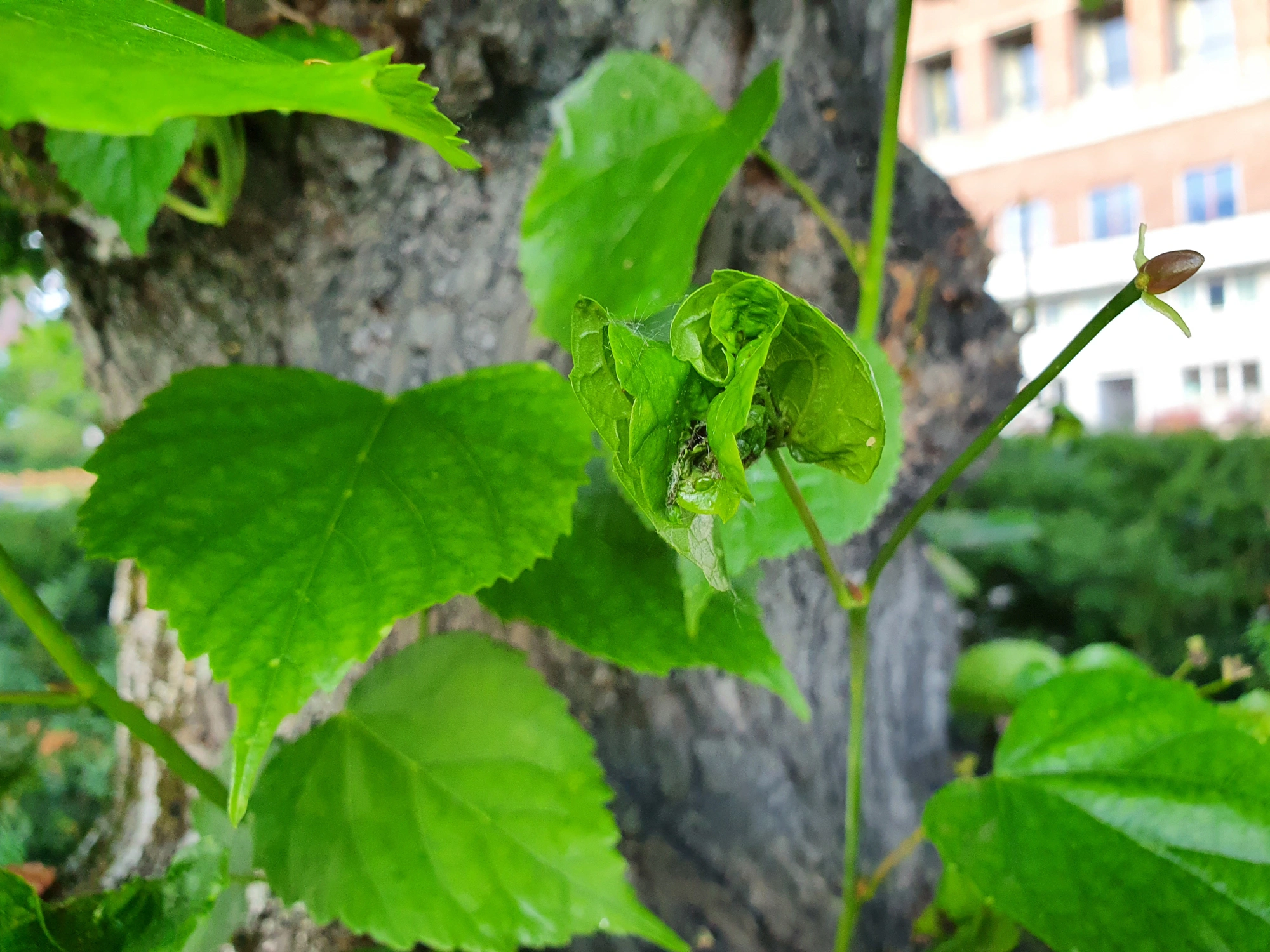 : Dasineura thomasiana.