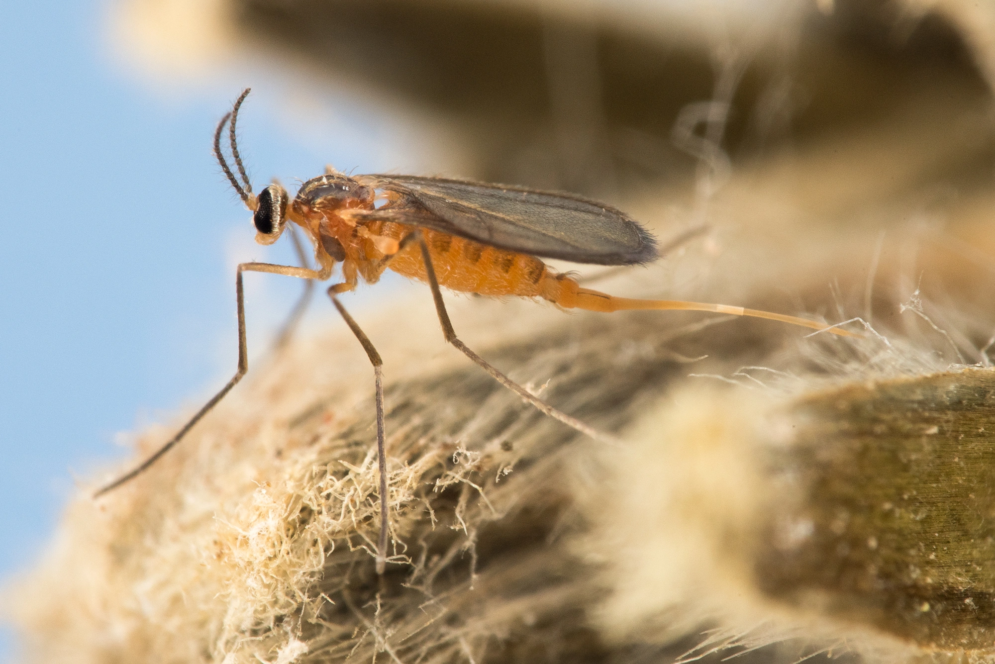 : Dasineura saussureae.