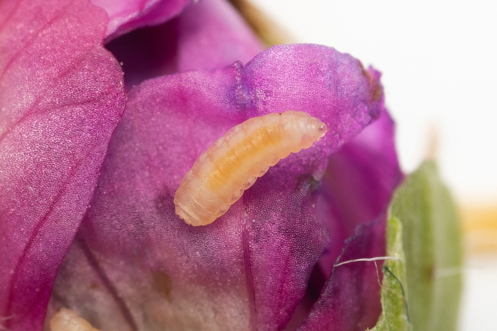 : Dasineura geranii.