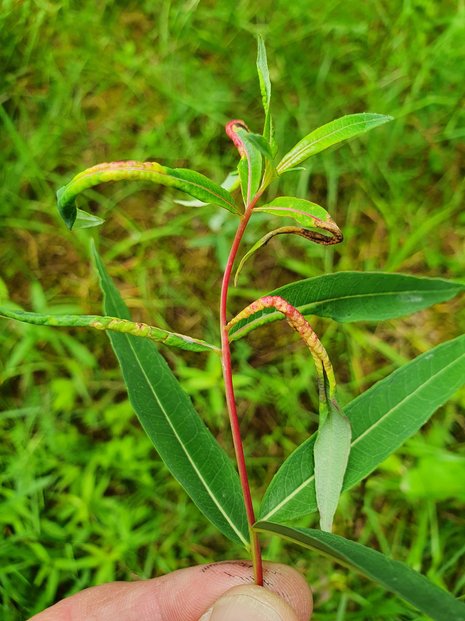 : Dasineura kiefferiana.