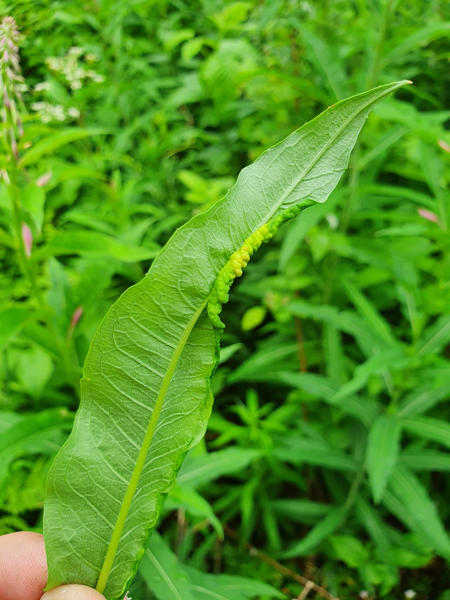 : Dasineura kiefferiana.