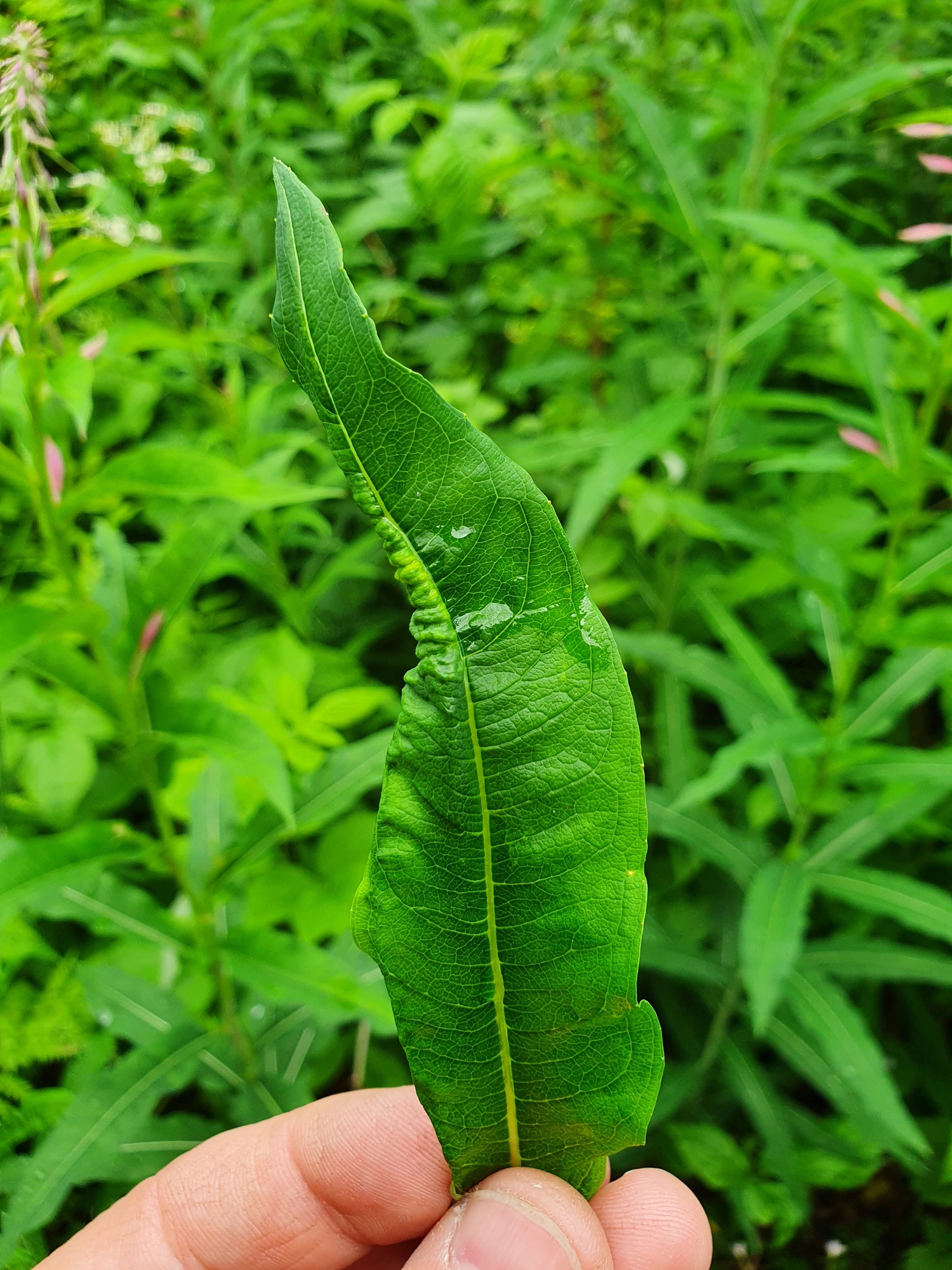 : Dasineura kiefferiana.