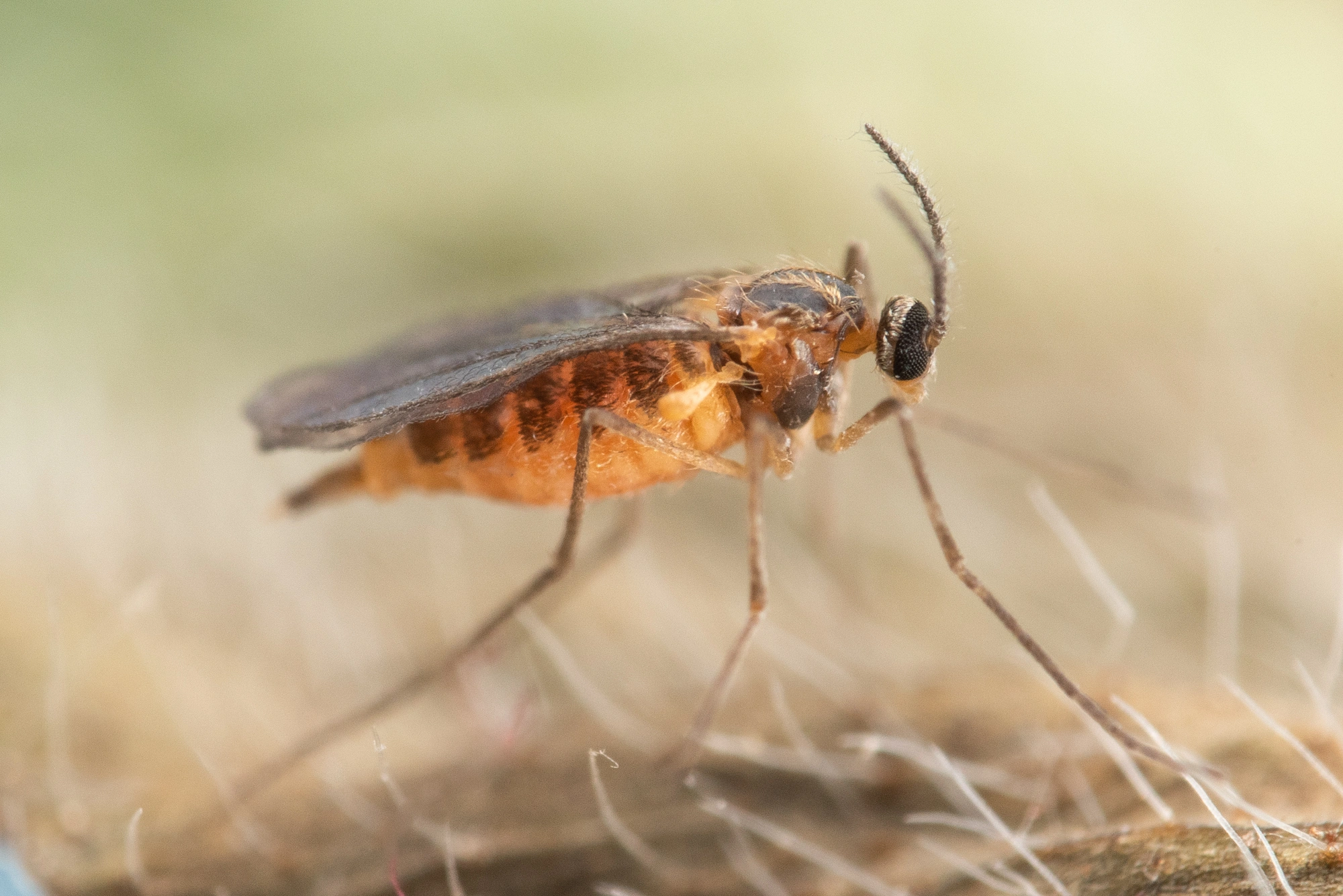 : Dasineura leguminicola.