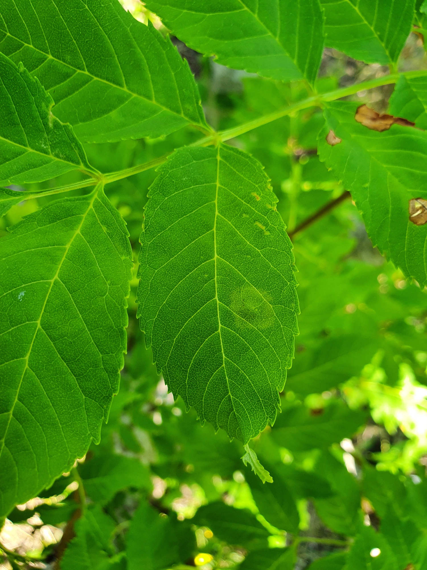 : Dasineura fraxinea.