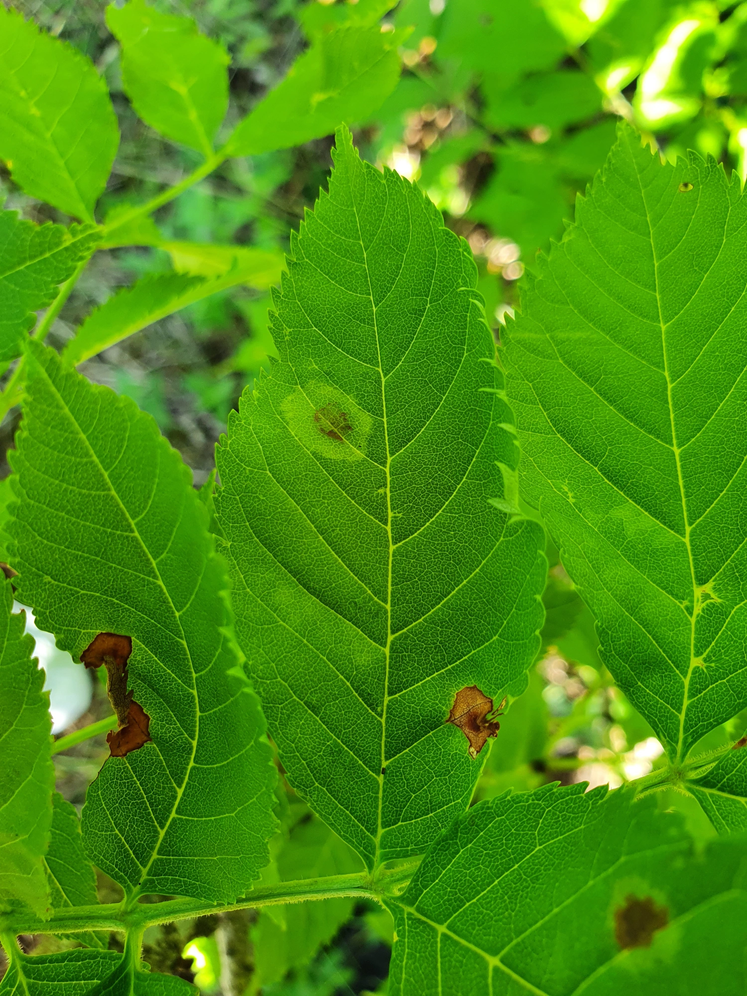 : Dasineura fraxinea.