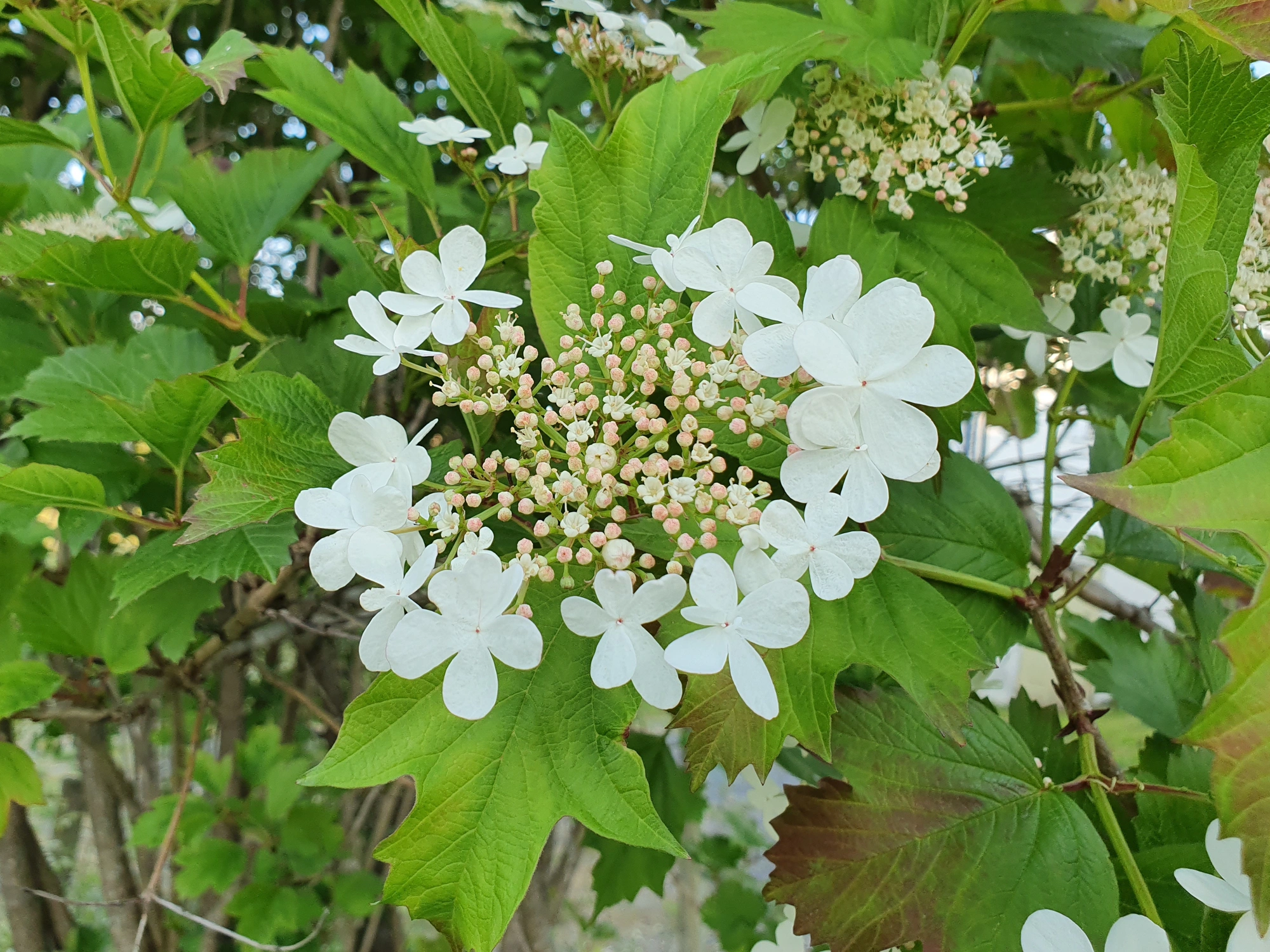 : Contarinia viburnorum.