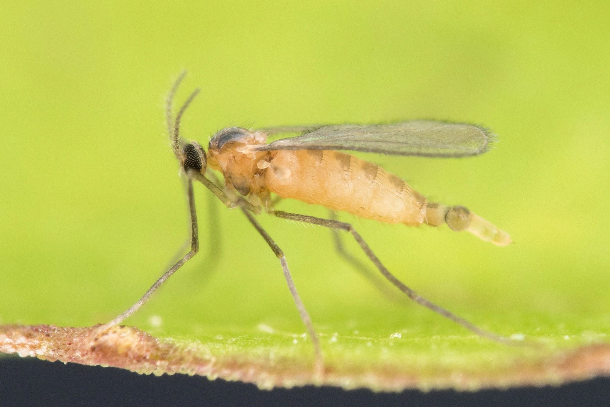 : Cystiphora sanguinea.