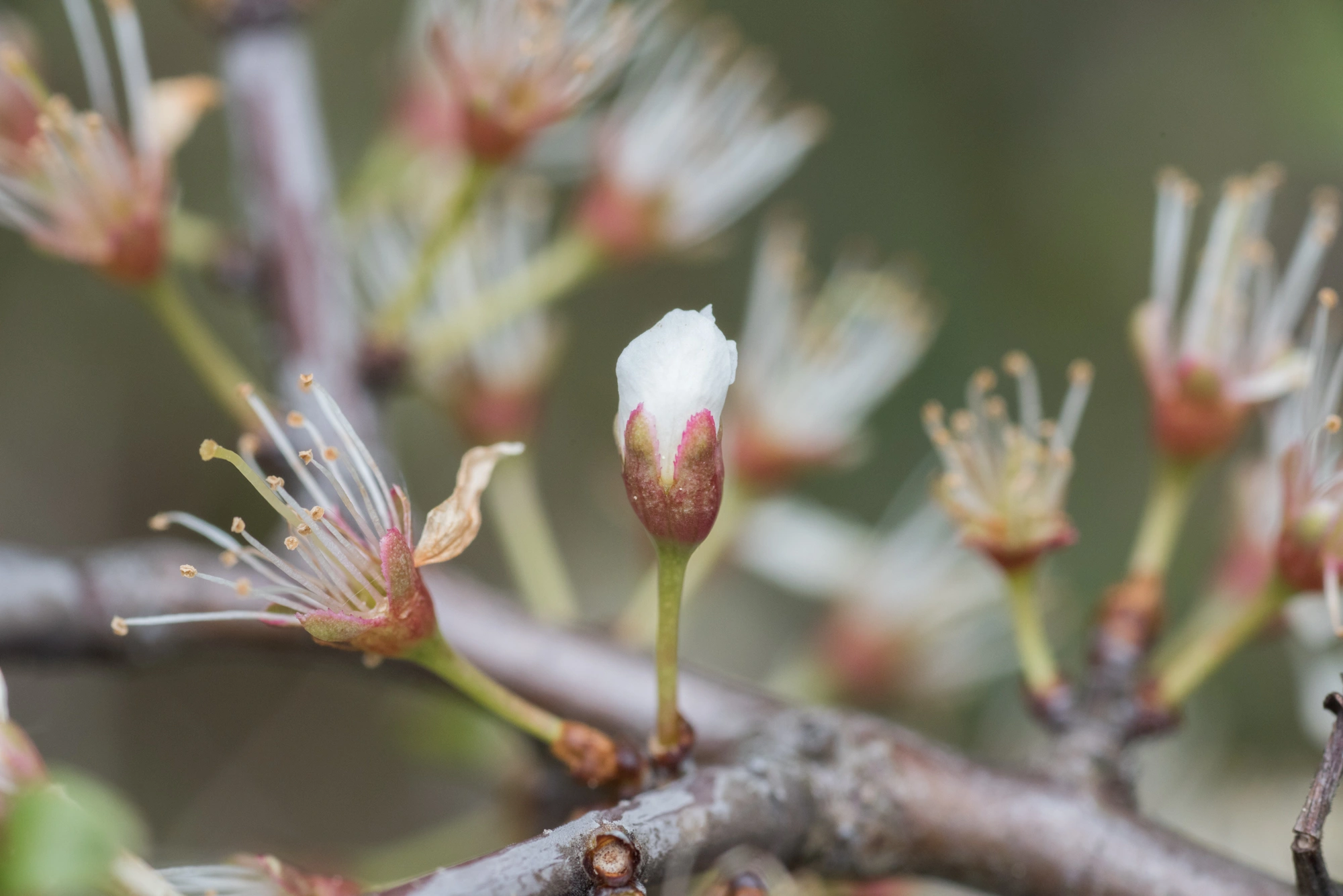 : Contarinia pruniflorum.