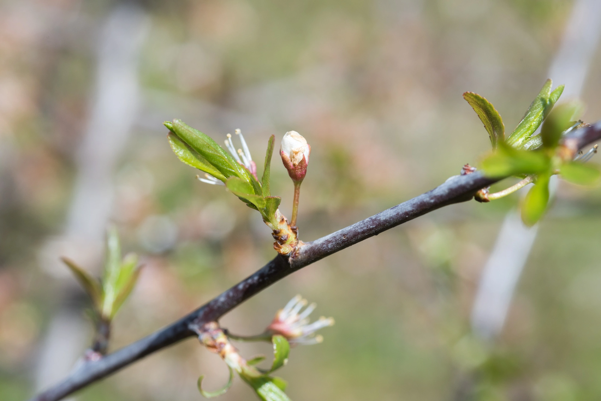 : Contarinia pruniflorum.