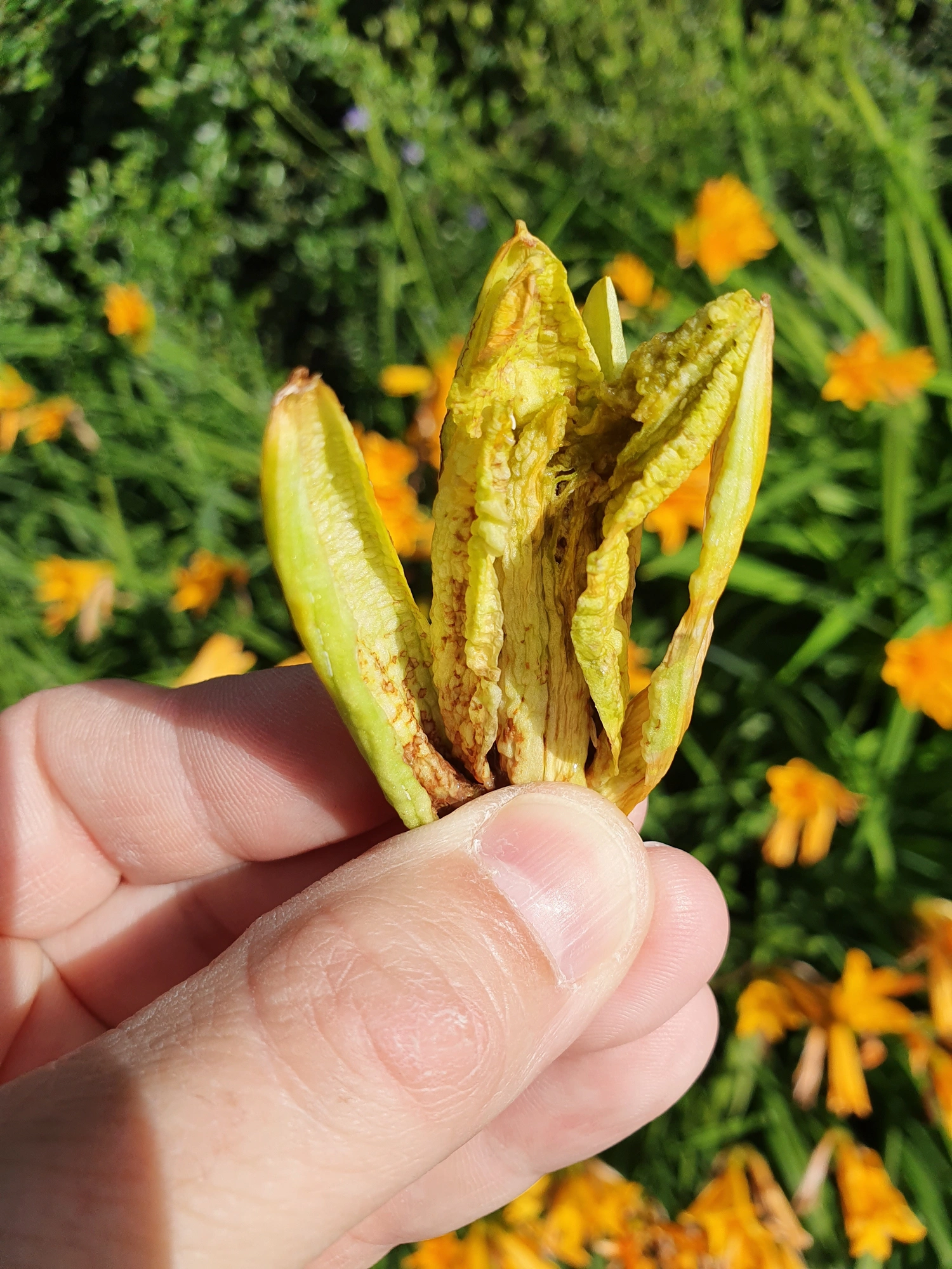 : Contarinia quinquenotata.