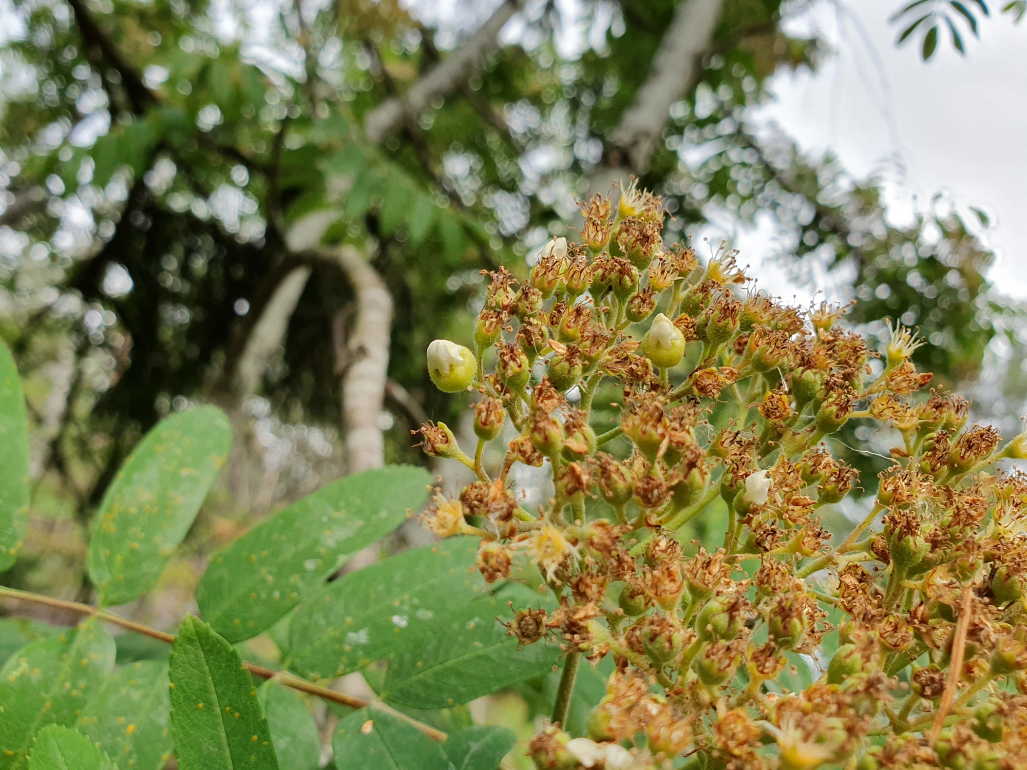 : Contarinia floriperda.