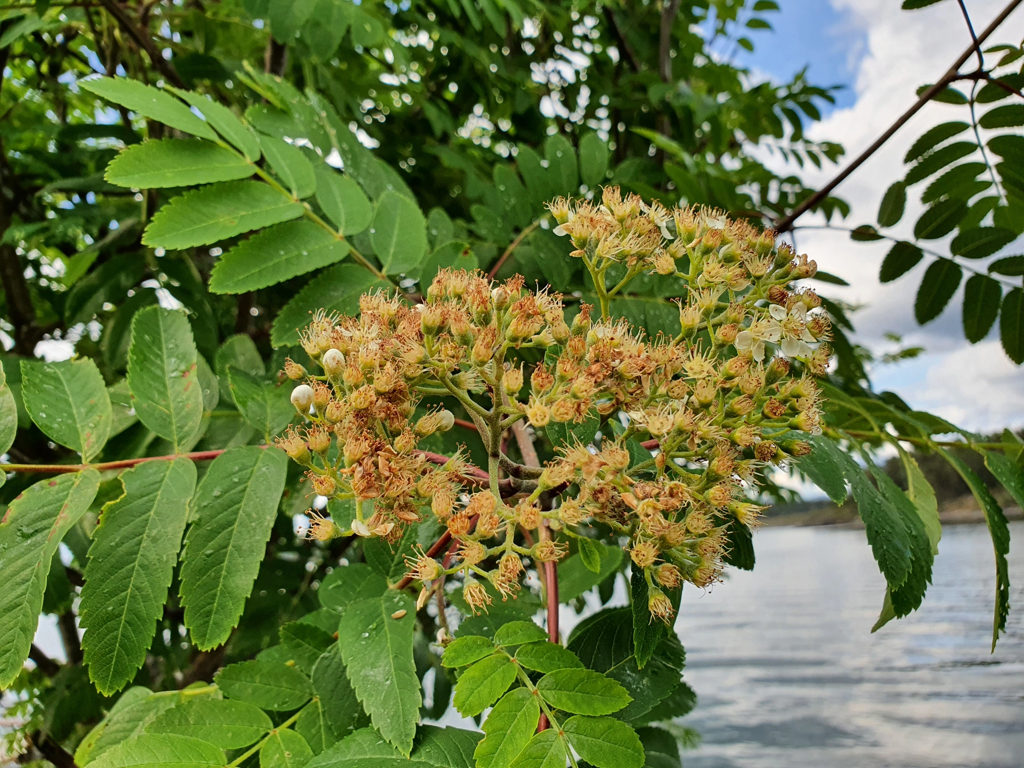 : Contarinia floriperda.