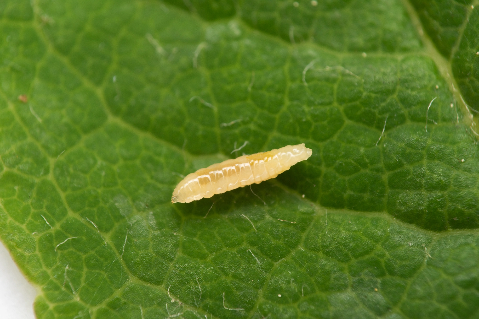 : Contarinia floriperda.