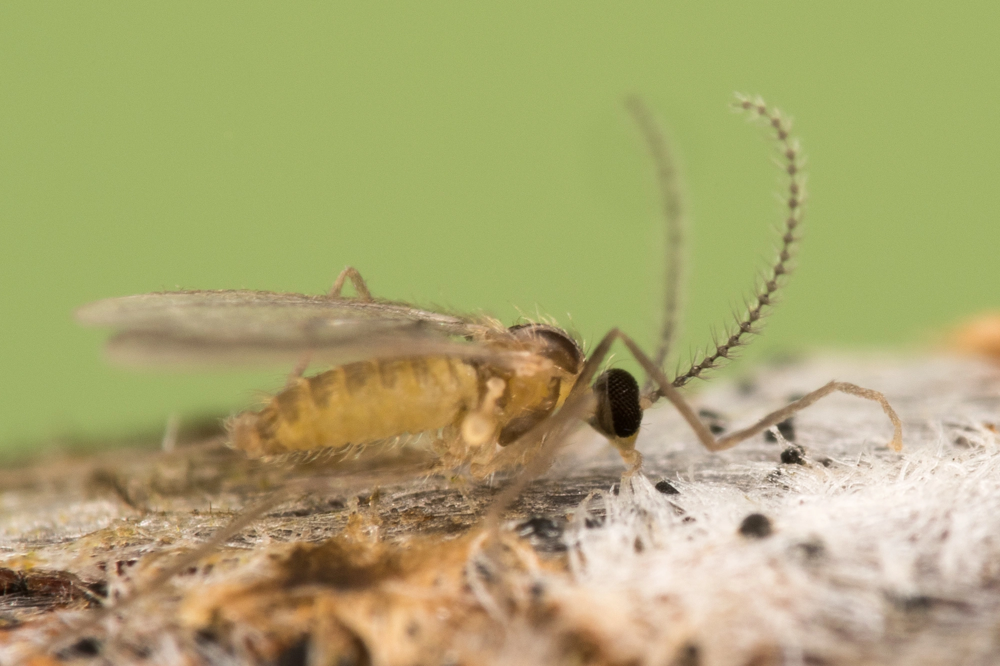 : Contarinia floriperda.