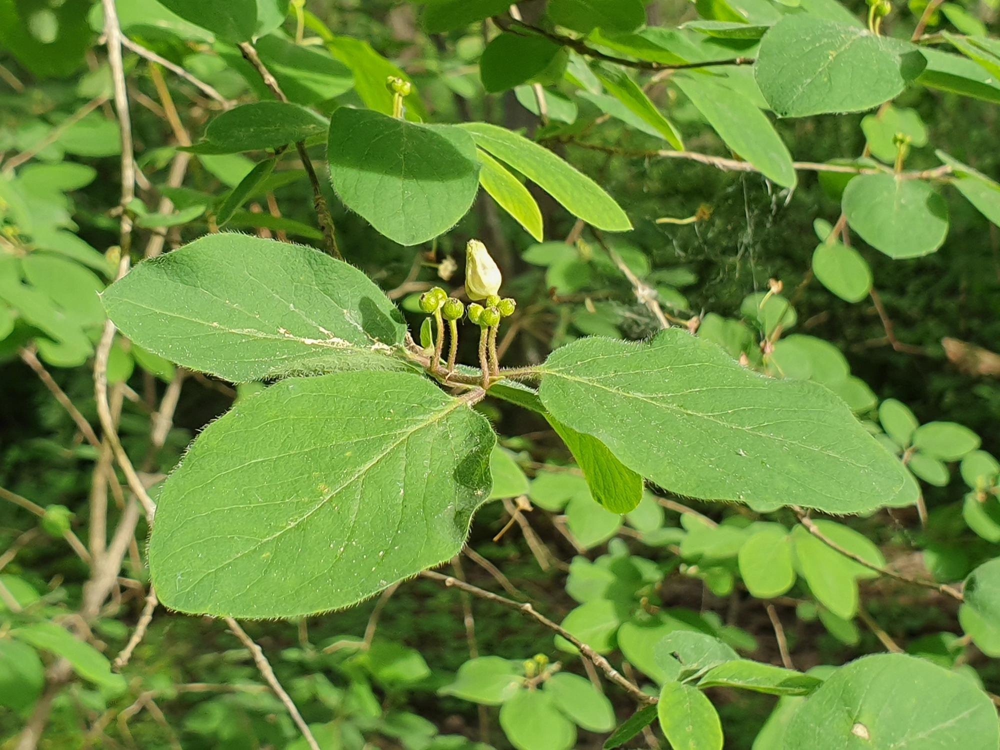 : Contarinia lonicerearum.