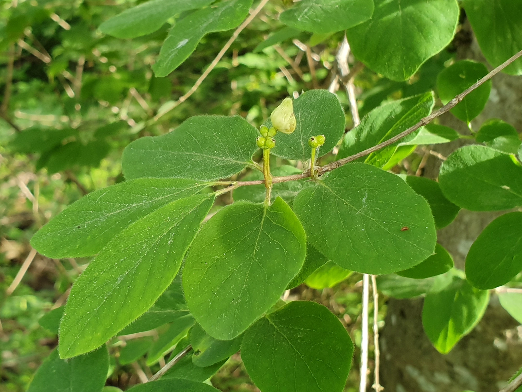 : Contarinia lonicerearum.