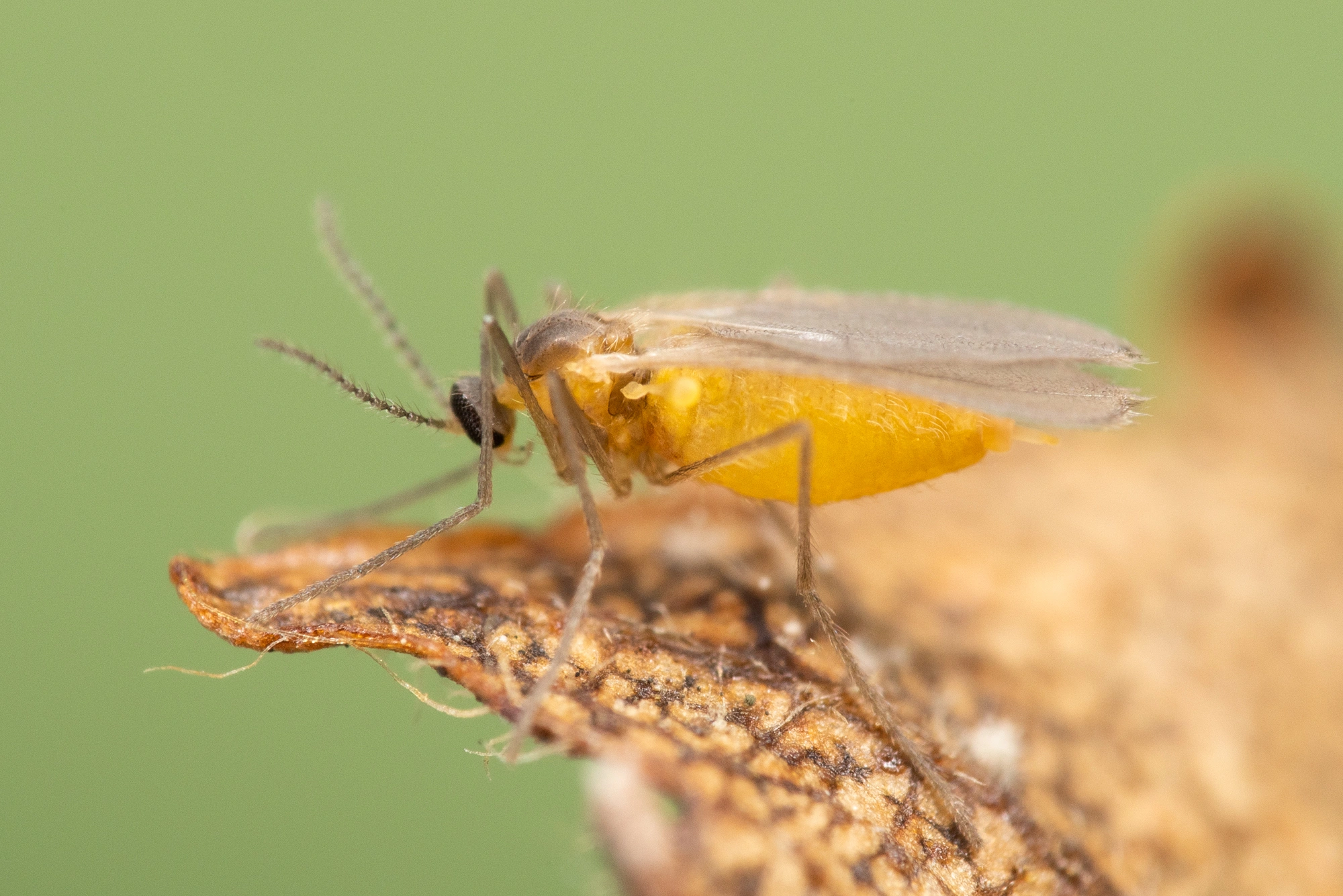 : Contarinia betulicola.