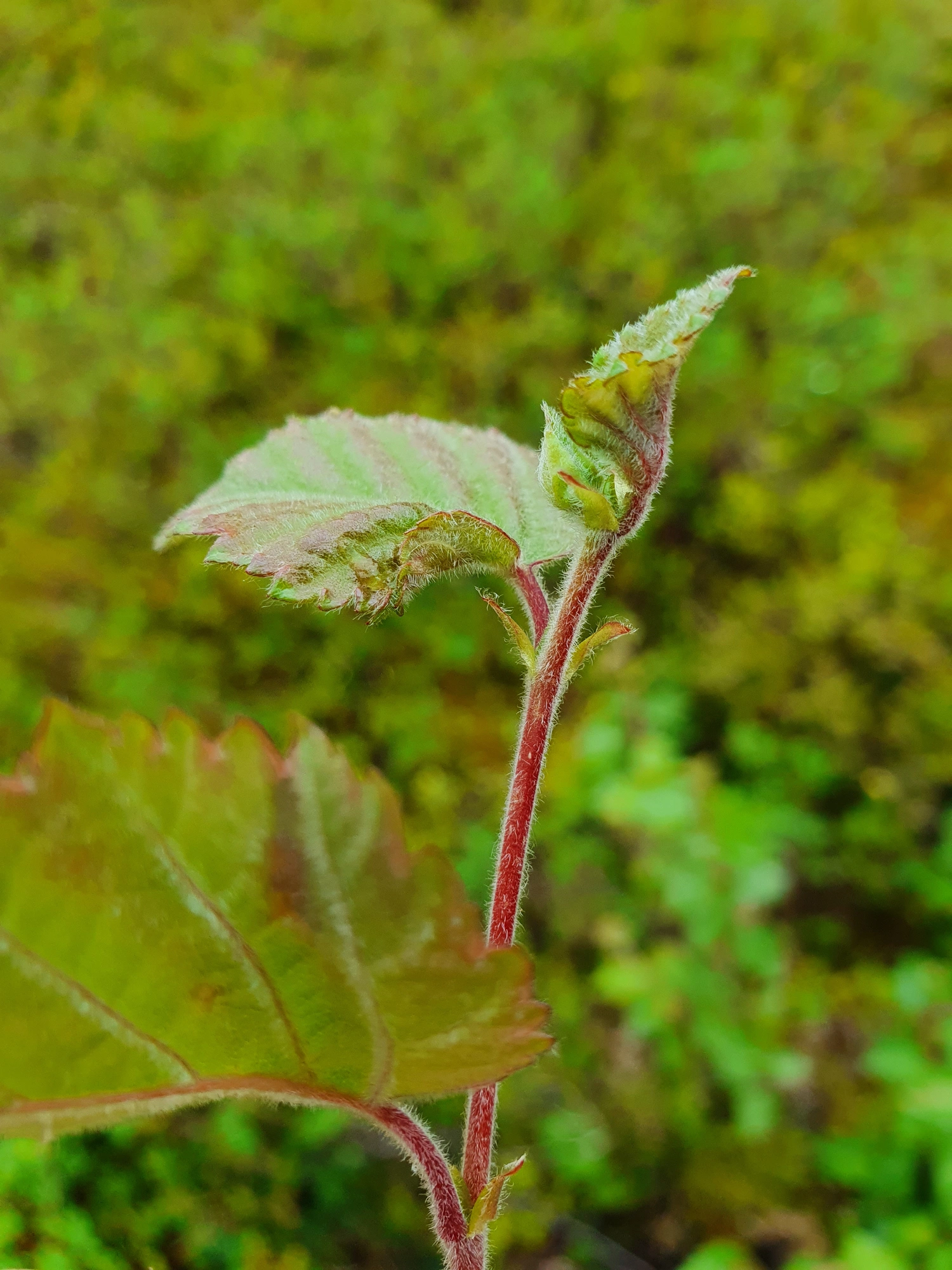 : Contarinia betulicola.