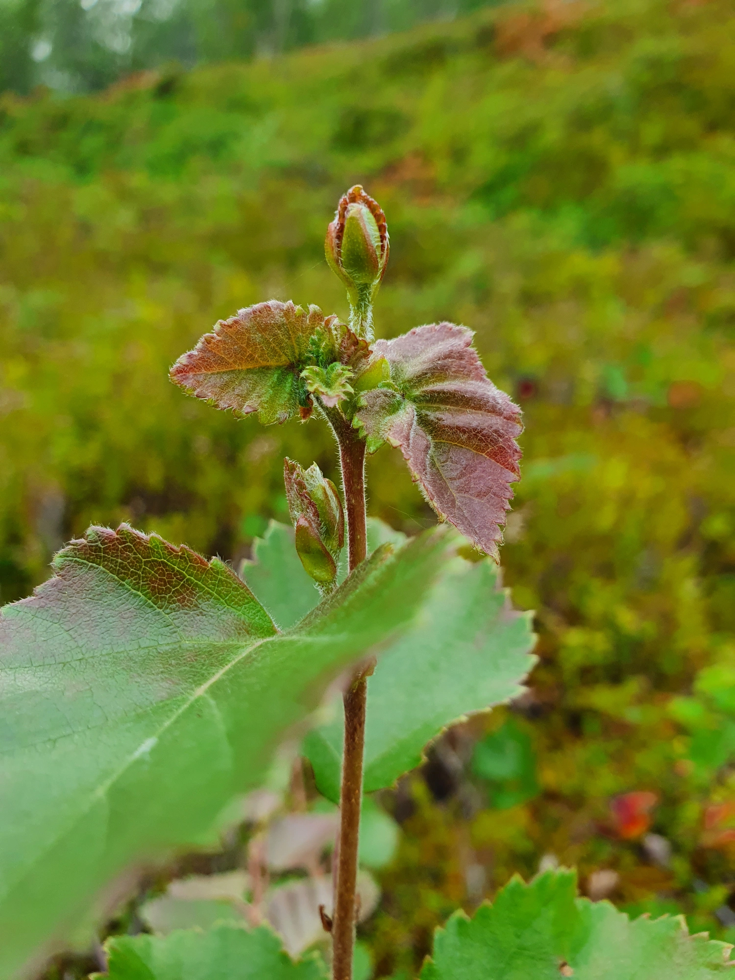 : Contarinia betulicola.