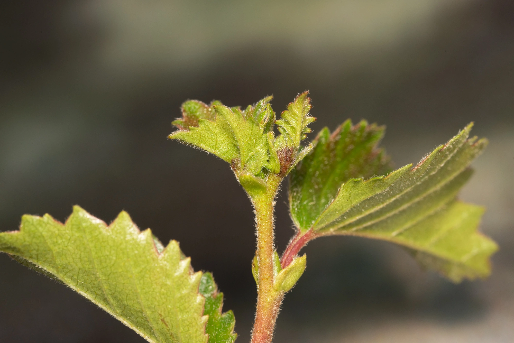 : Contarinia betulicola.