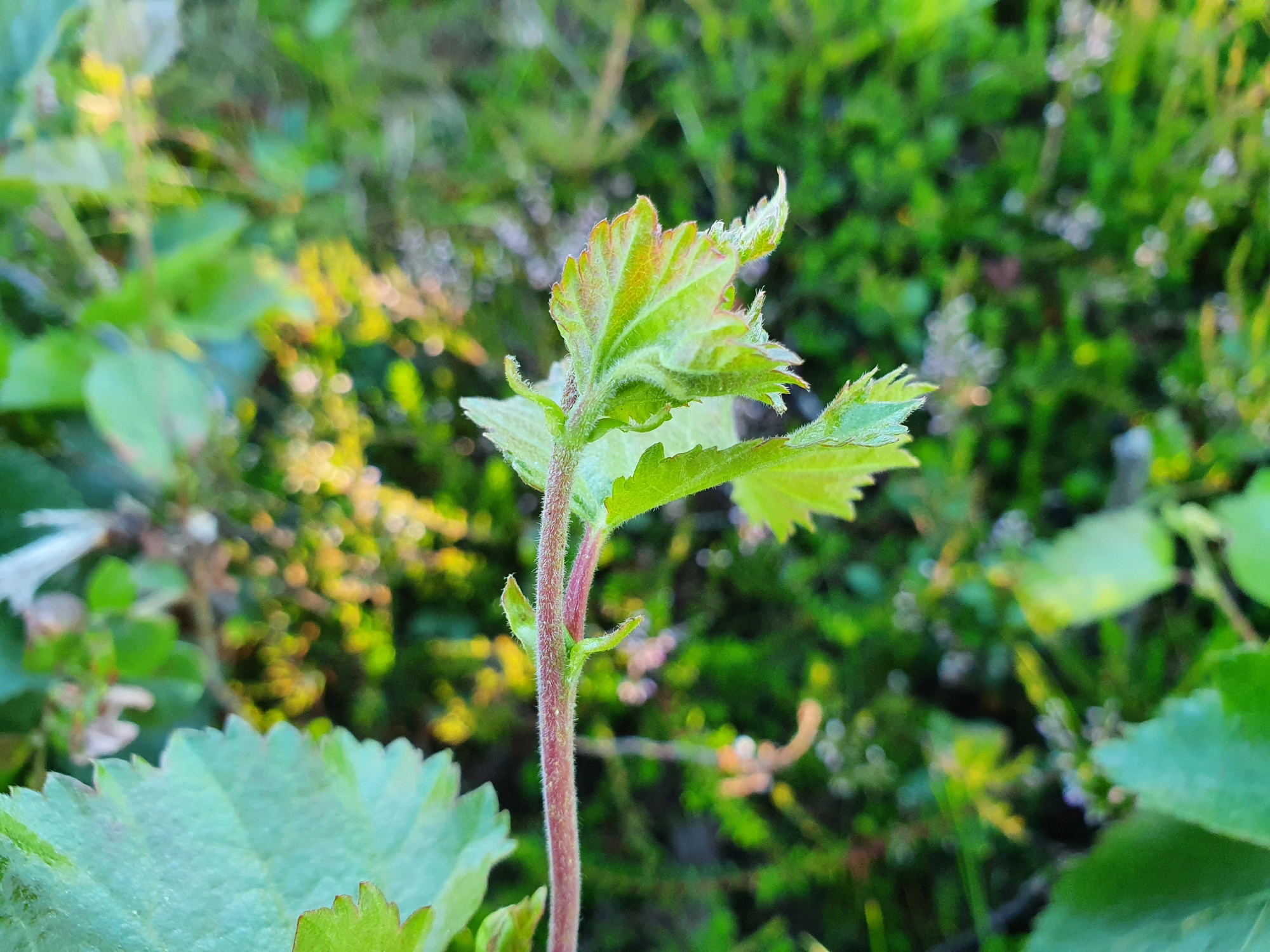 : Contarinia betulicola.