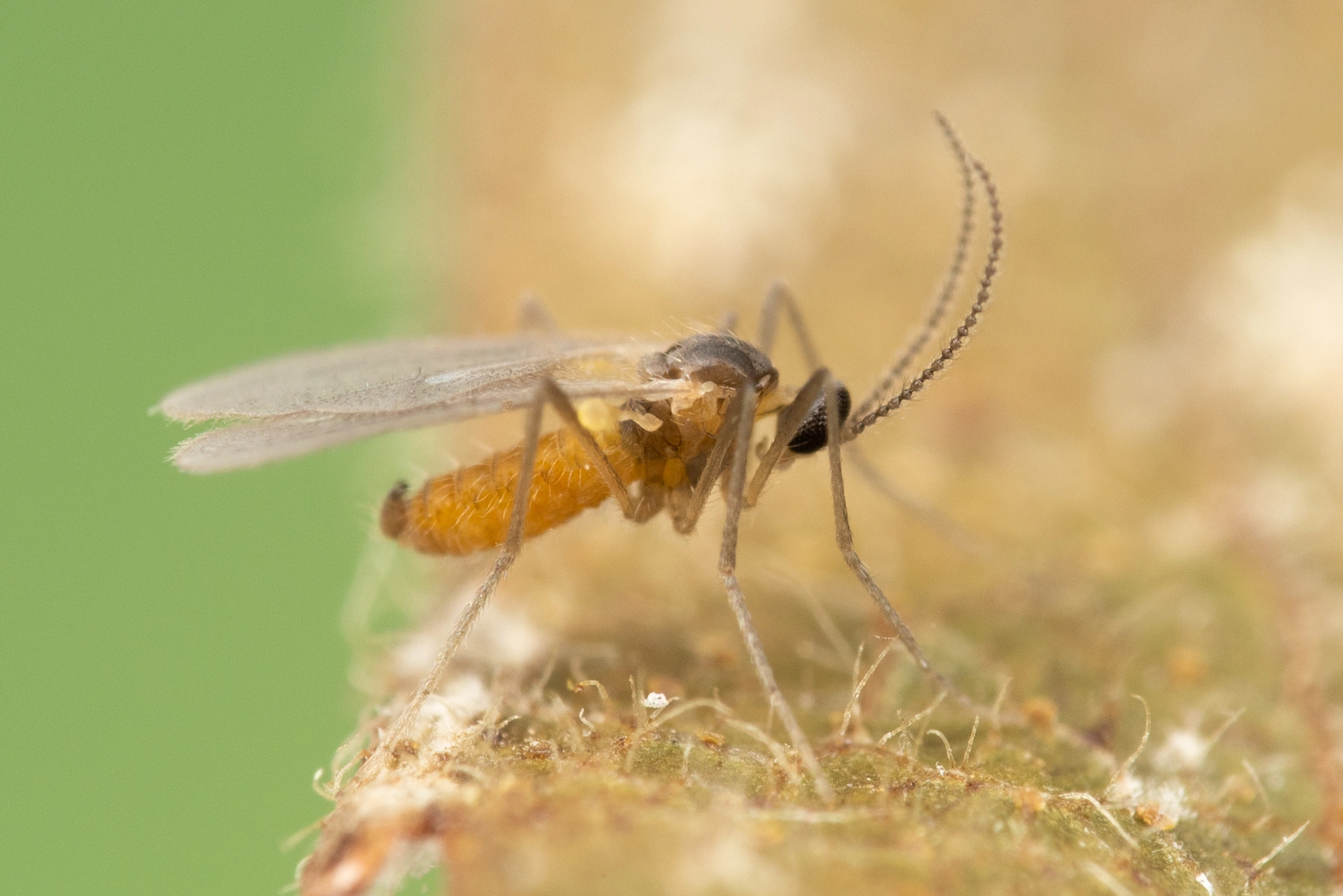 : Contarinia betulicola.