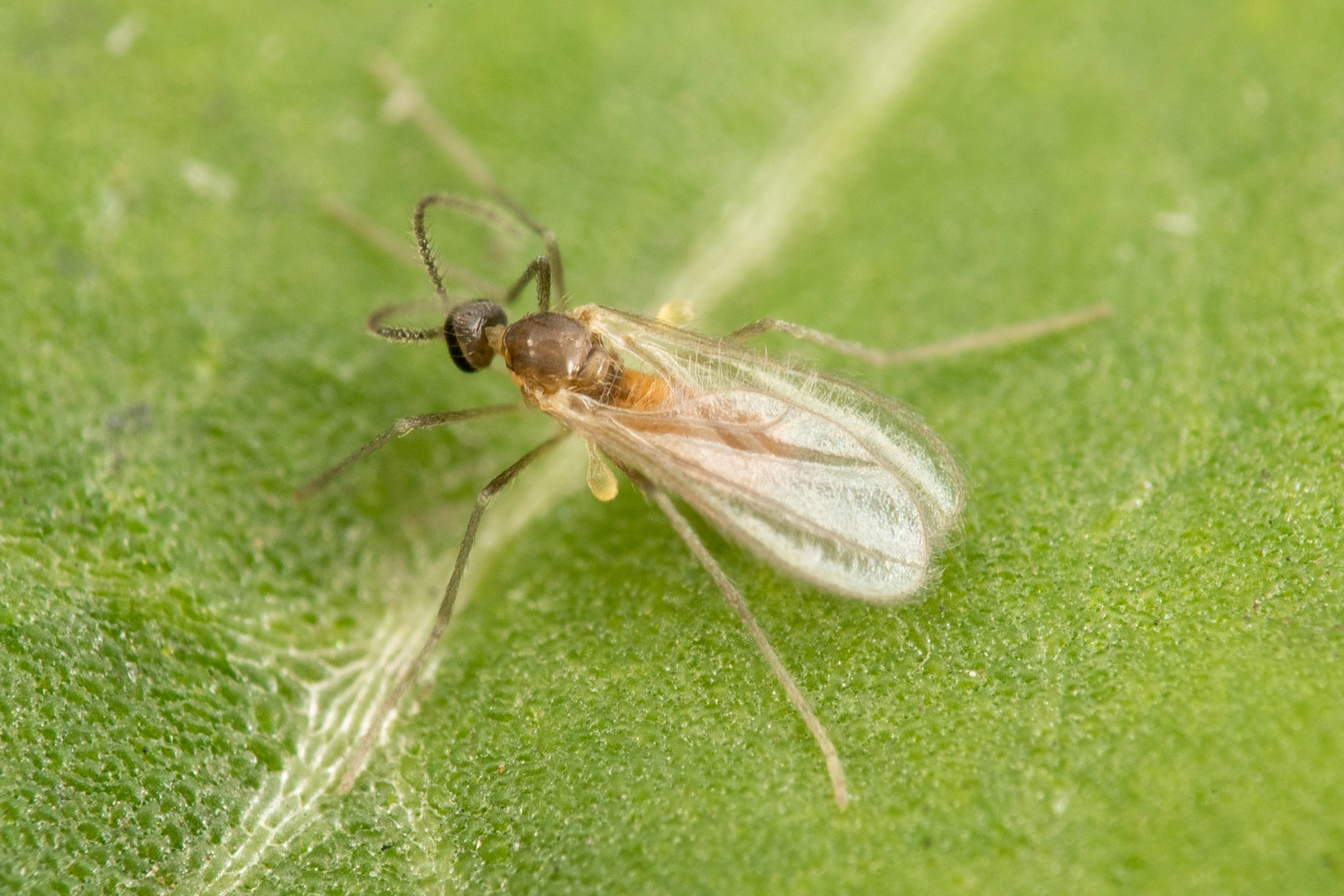 : Contarinia betulicola.